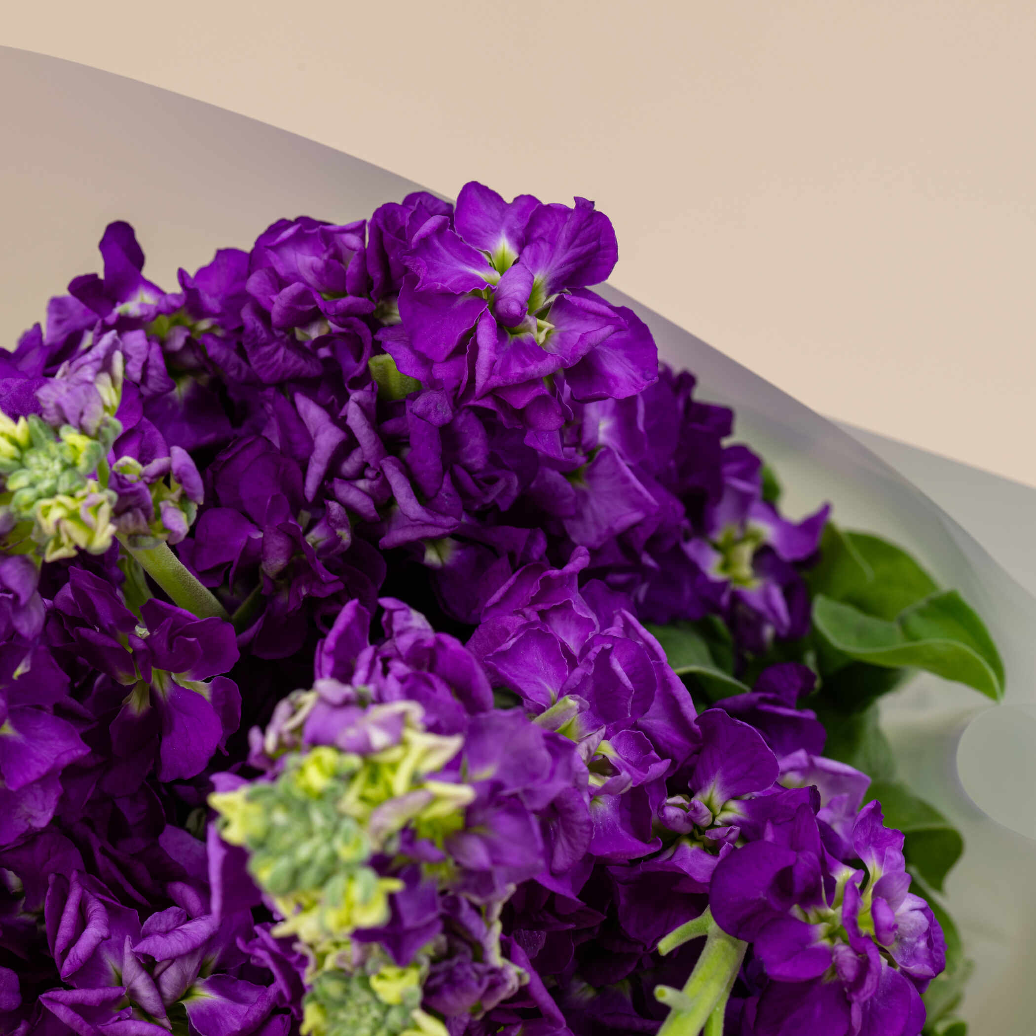 Dark Purple Matthiola Bouquet Dark Purple Matthiola Bouquet