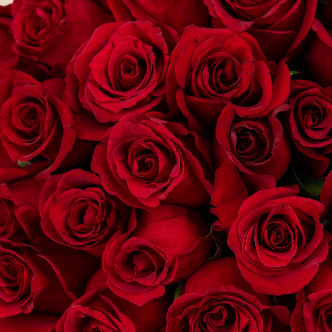 Passionate Rose Bouquet Red | 15 Flowers Passionate Rose Bouquet Red | 15 Flowers