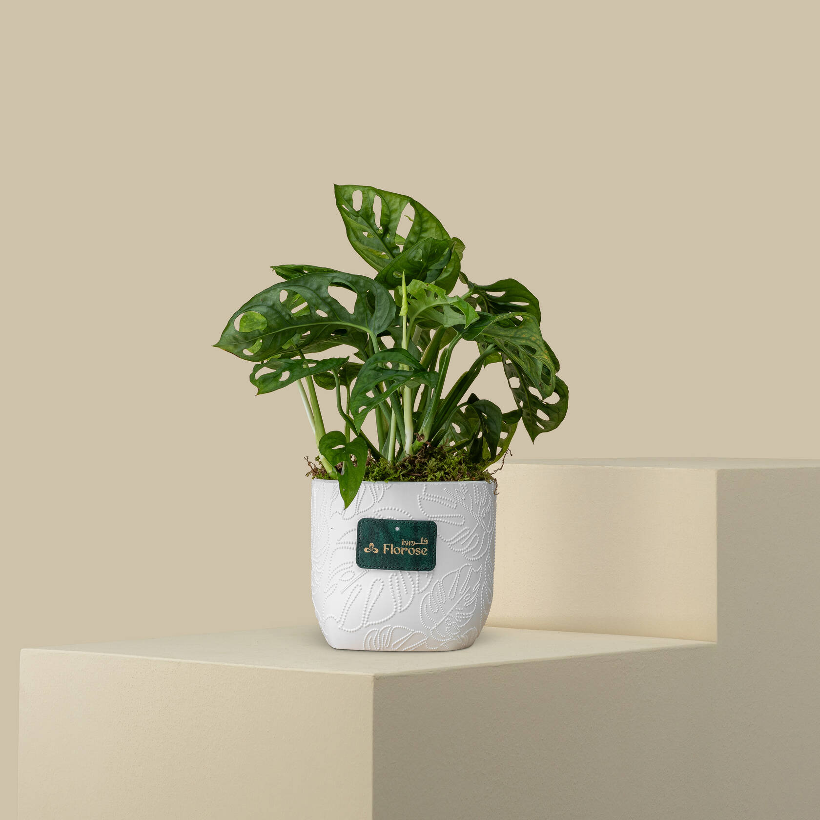 Refreshing Monstera Plant Refreshing Monstera Plant