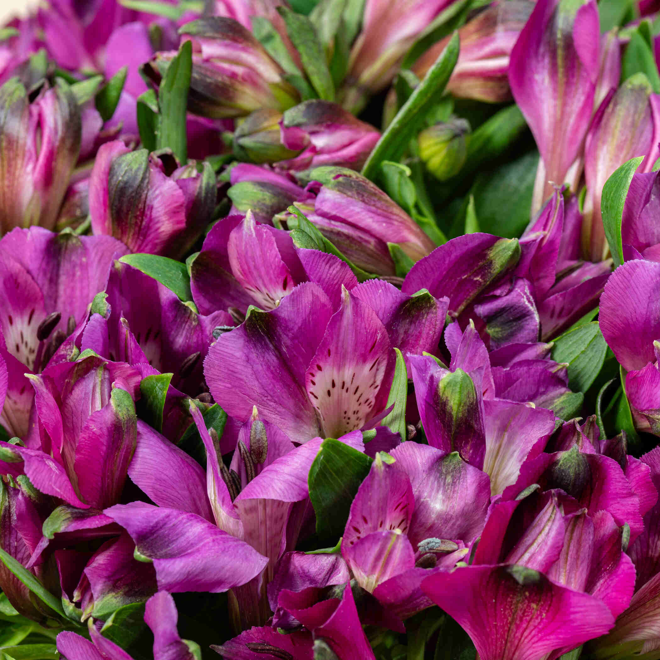 Alstroemeria Dark Purple Vase Alstroemeria Dark Purple Vase
