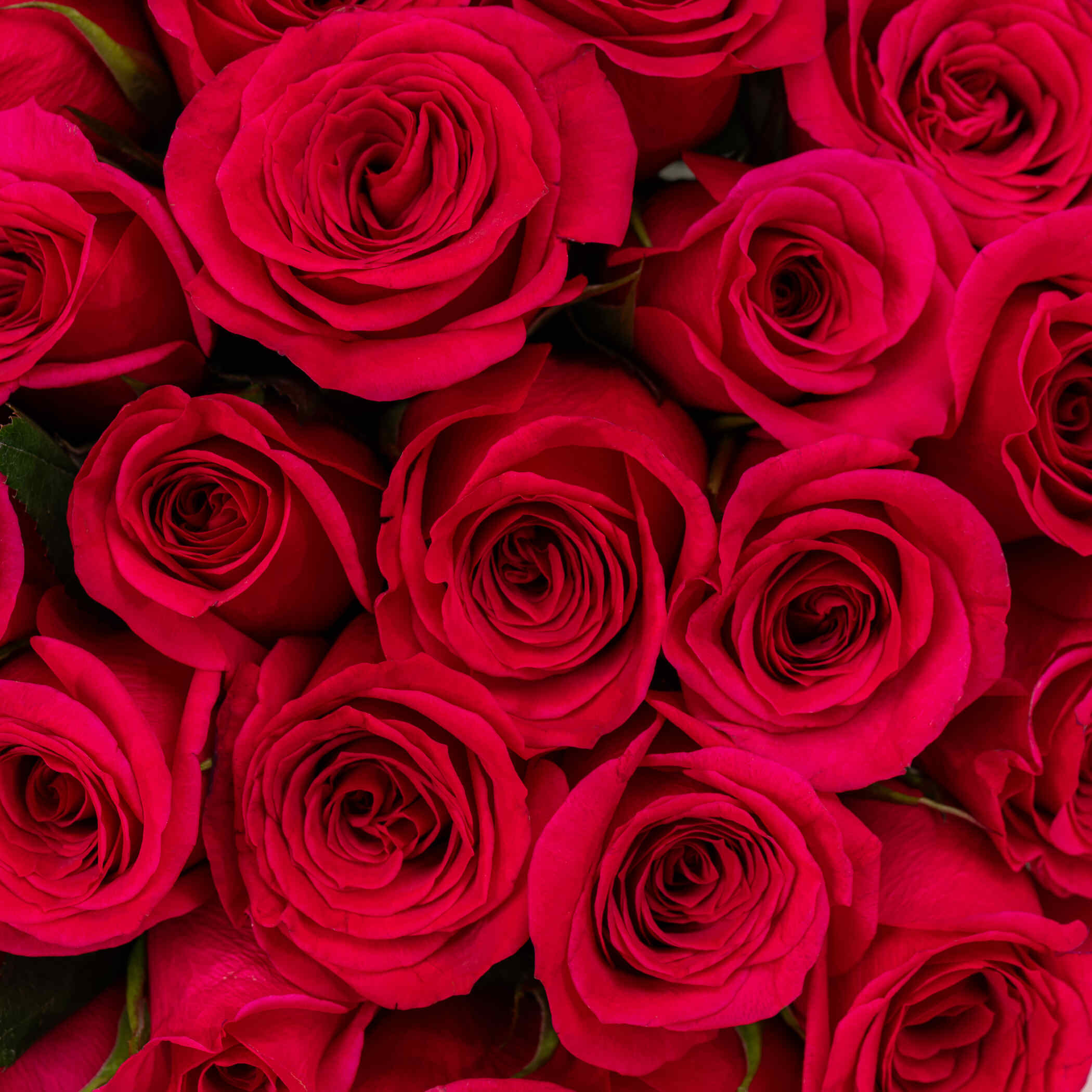 Chopard Malaki Rose EDP | Fancy Rose Bouquet Fuchsia 50 Flowers Chopard Malaki Rose EDP | Fancy Rose Bouquet Fuchsia 50 Flowers