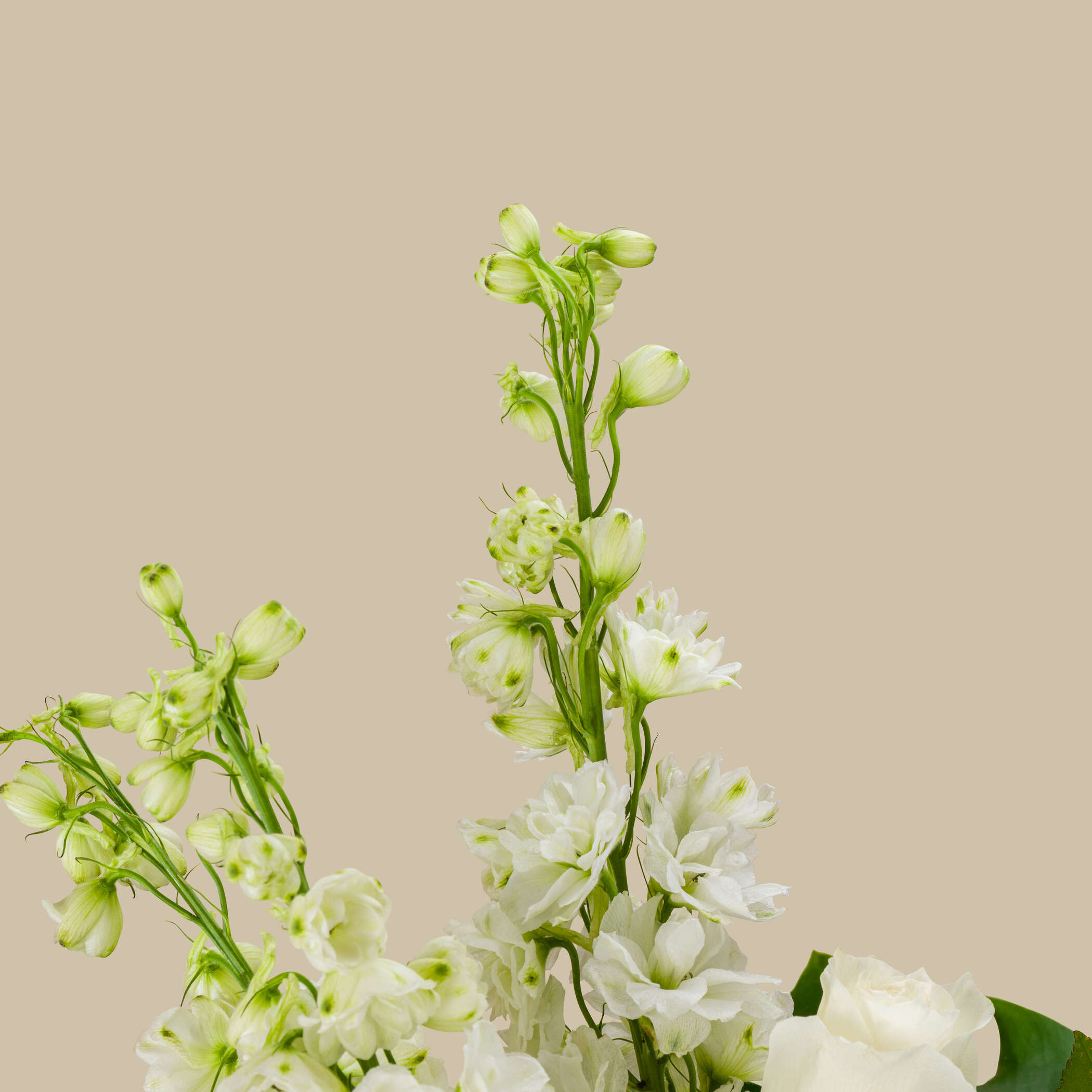 Innocent Cloud Bouquet Innocent Cloud Bouquet