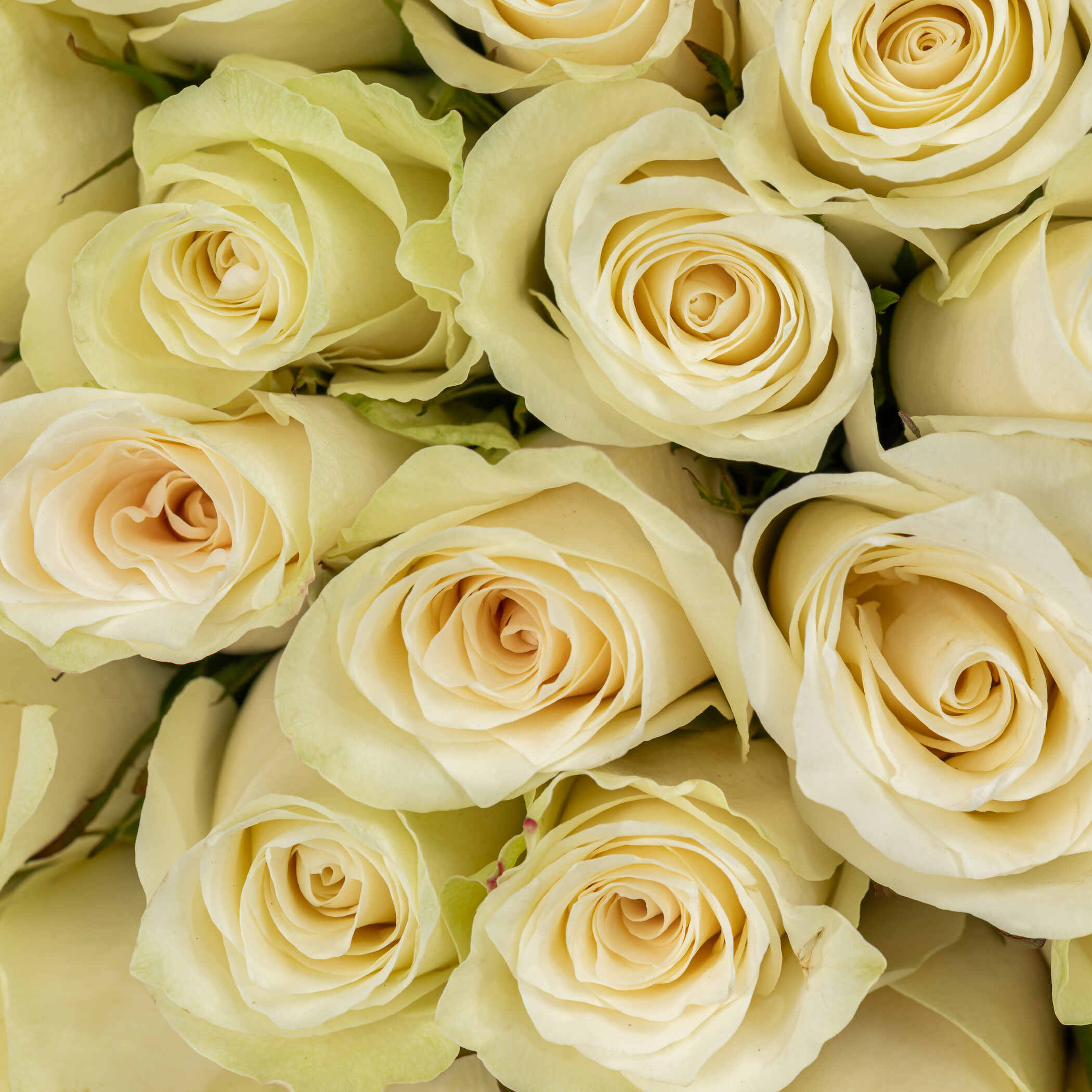 Striking Rose Vase White | 50 Flowers Striking Rose Vase White | 50 Flowers