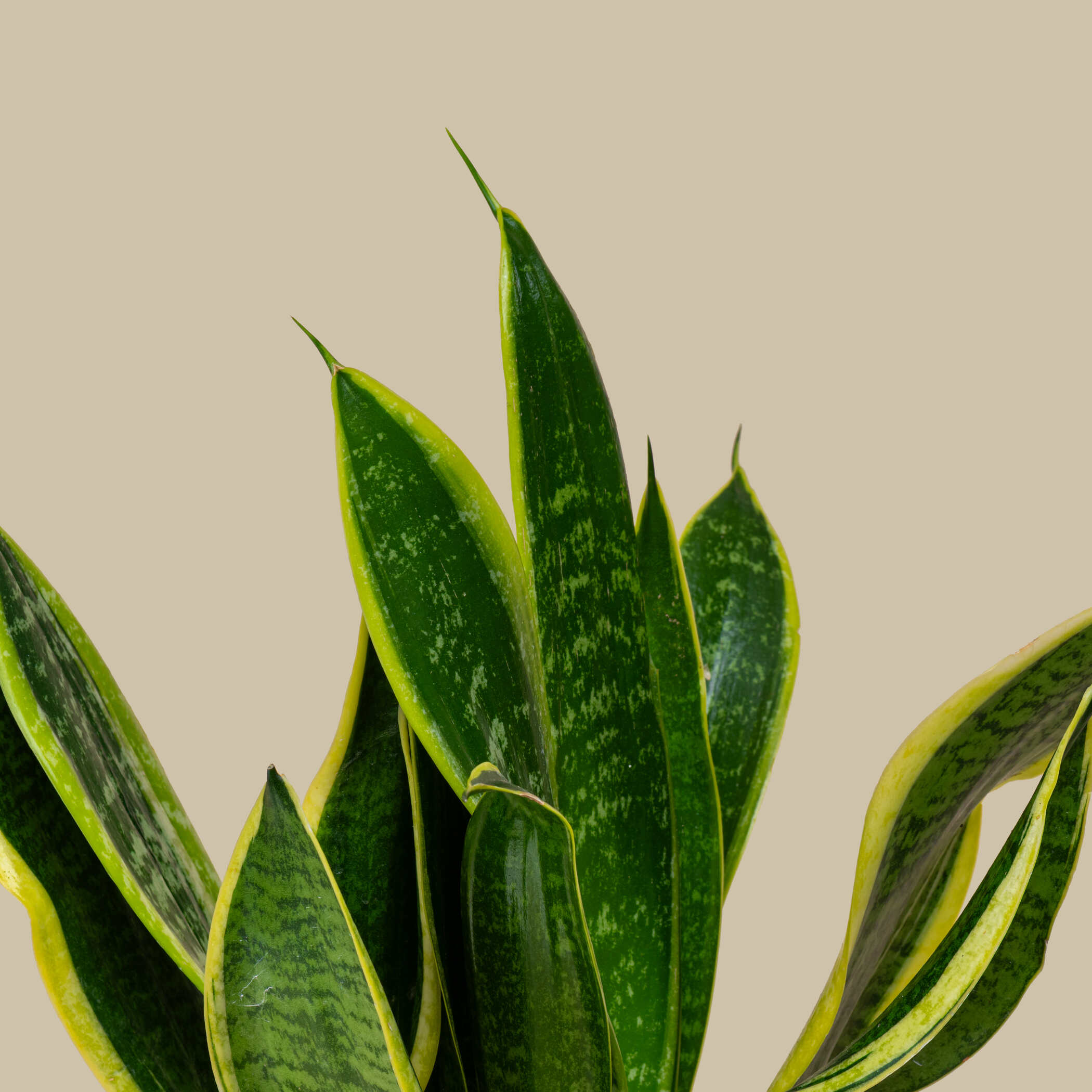 Sansevieria Plant Sansevieria Plant