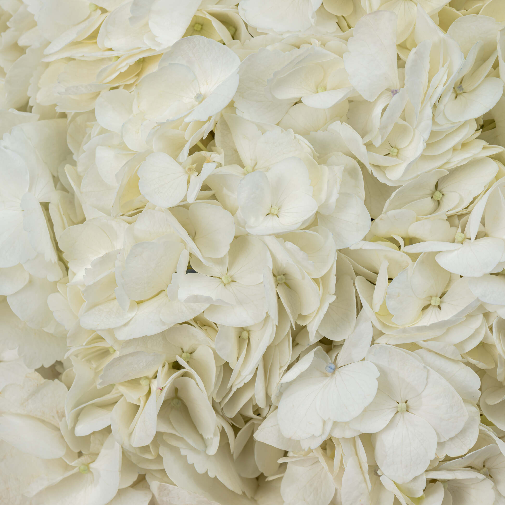 White Hydrangea Bouquet White Hydrangea Bouquet