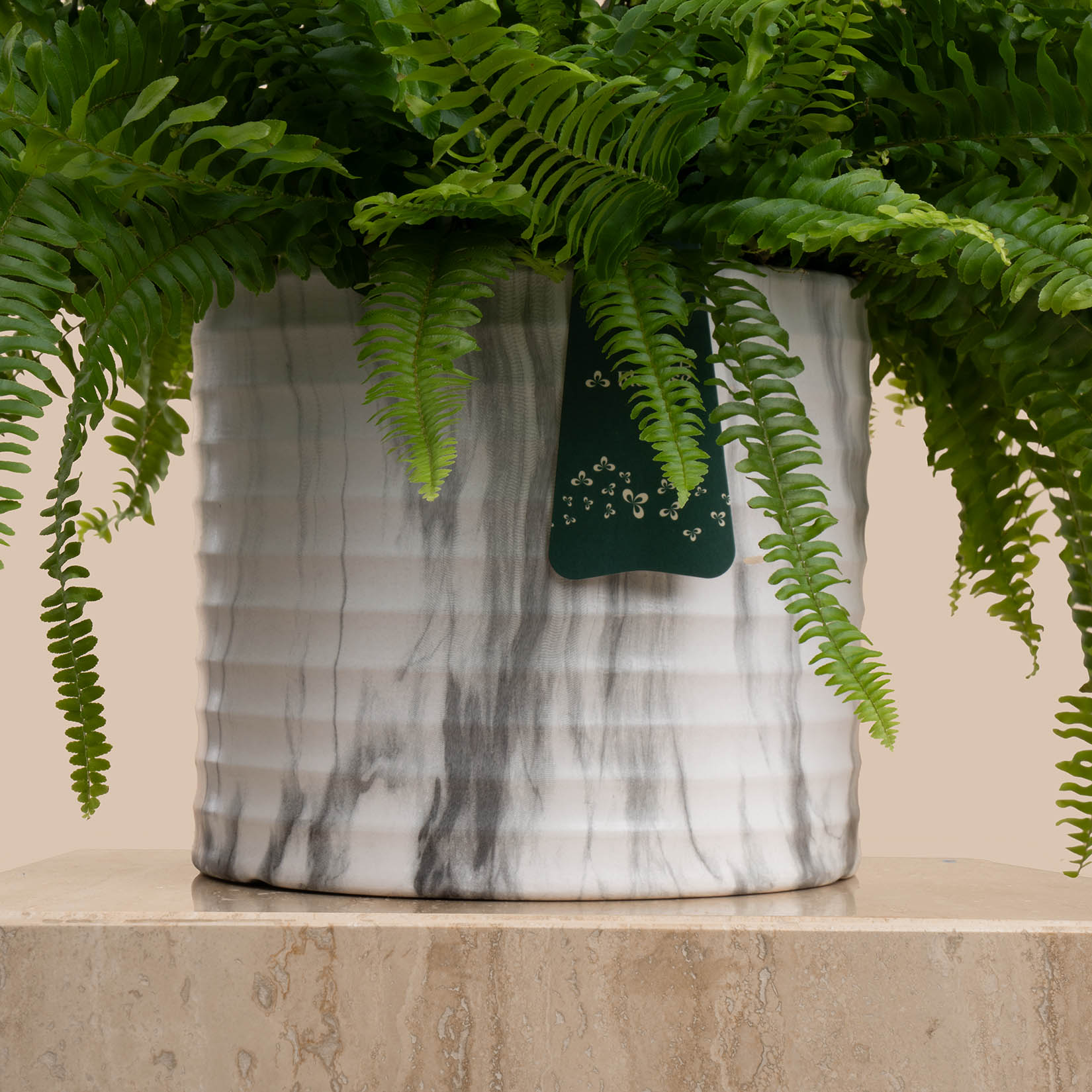 Boston Fern Plant | Saudi National Day Balloon Boston Fern Plant | Saudi National Day Balloon