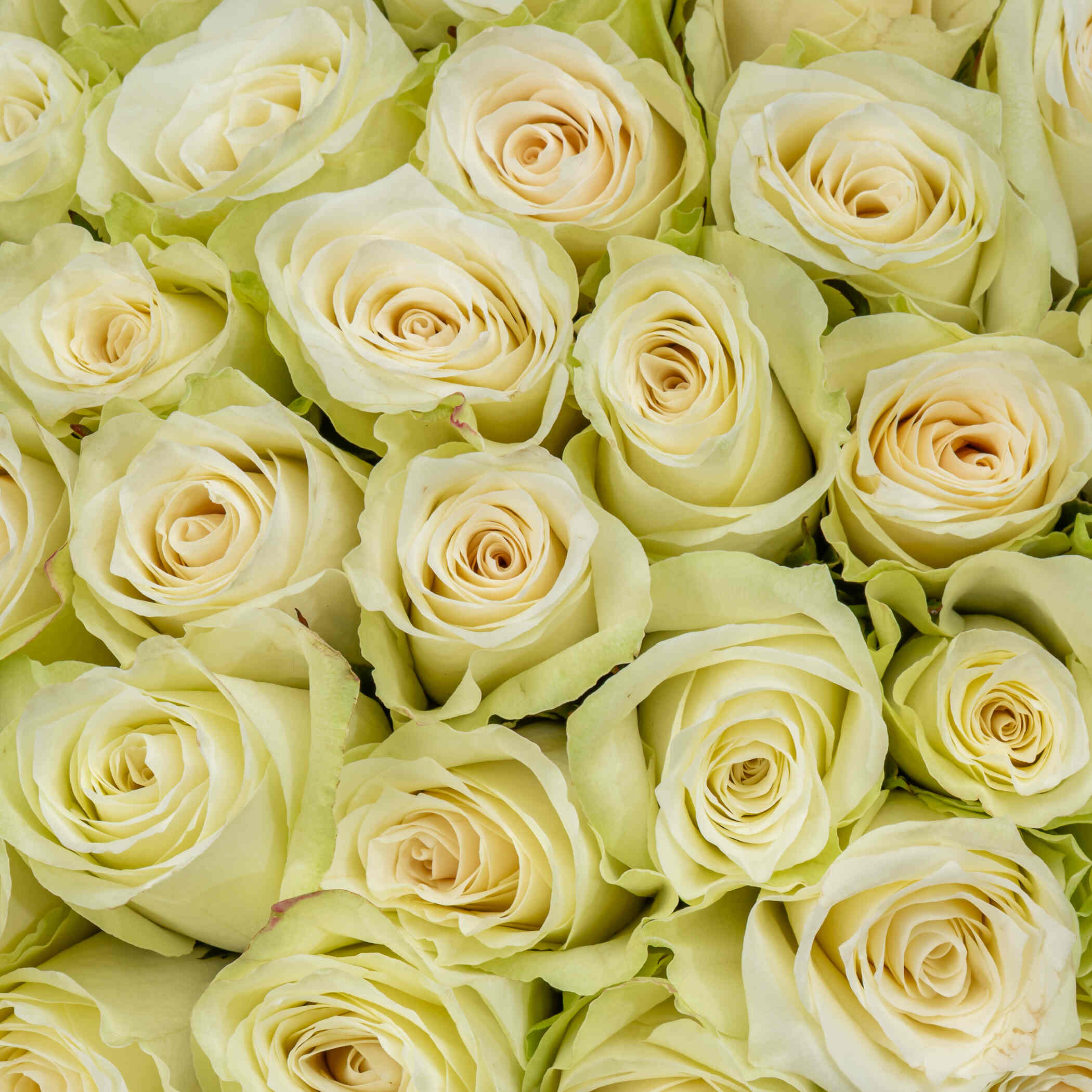 Fancy Rose Bouquet White | 50 Flowers Fancy Rose Bouquet White | 50 Flowers