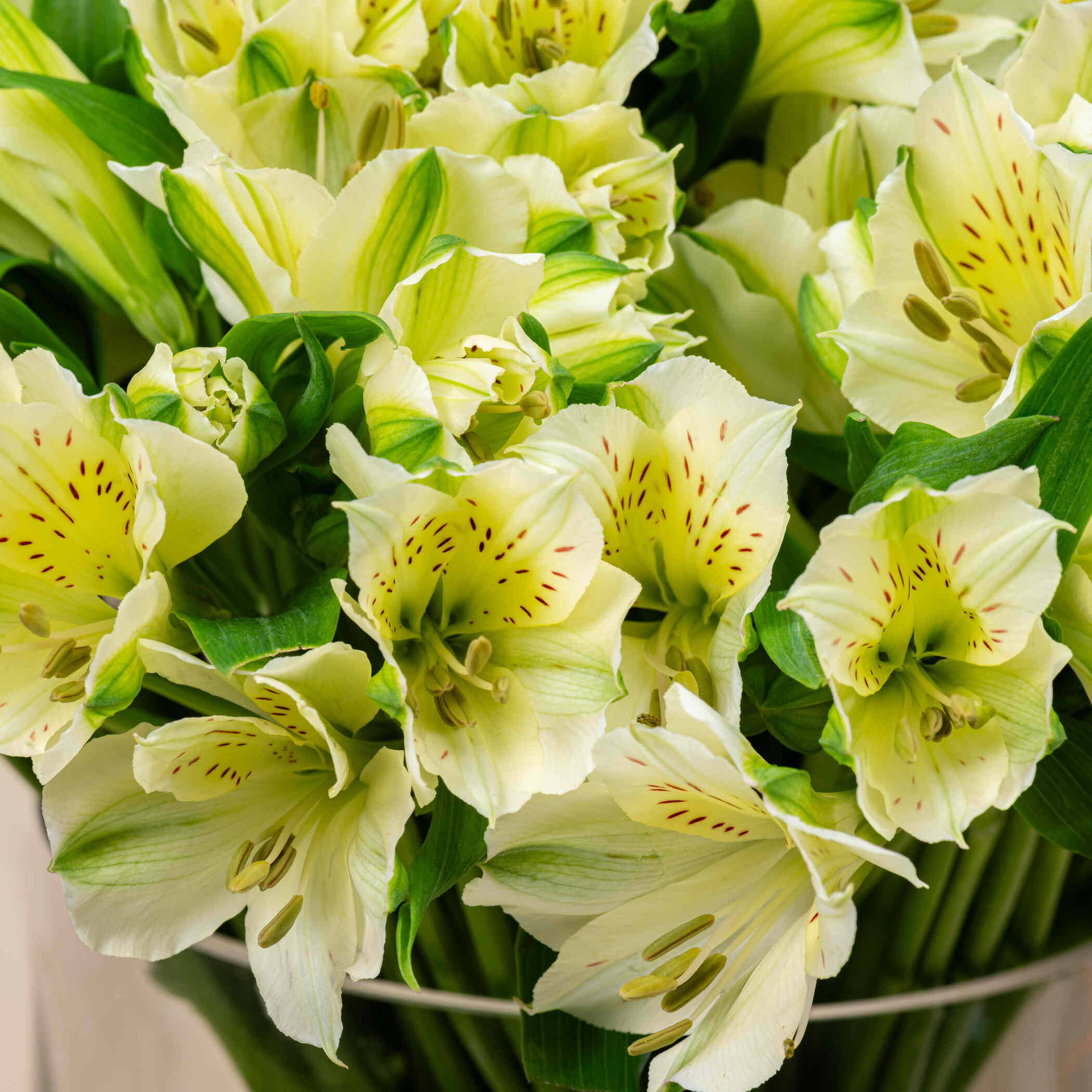 White Alstroemeria Vase White Alstroemeria Vase
