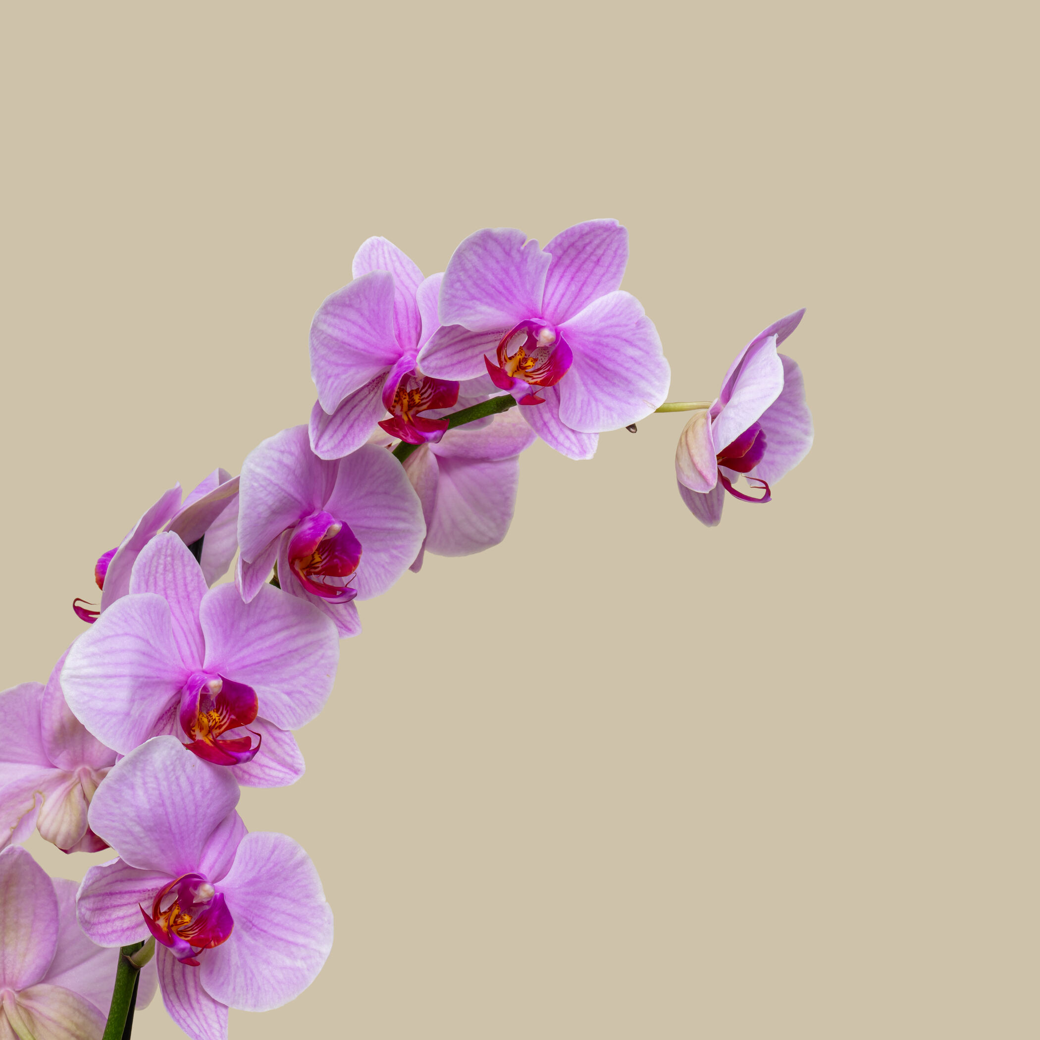 Blooming Orchid Plant Blooming Orchid Plant