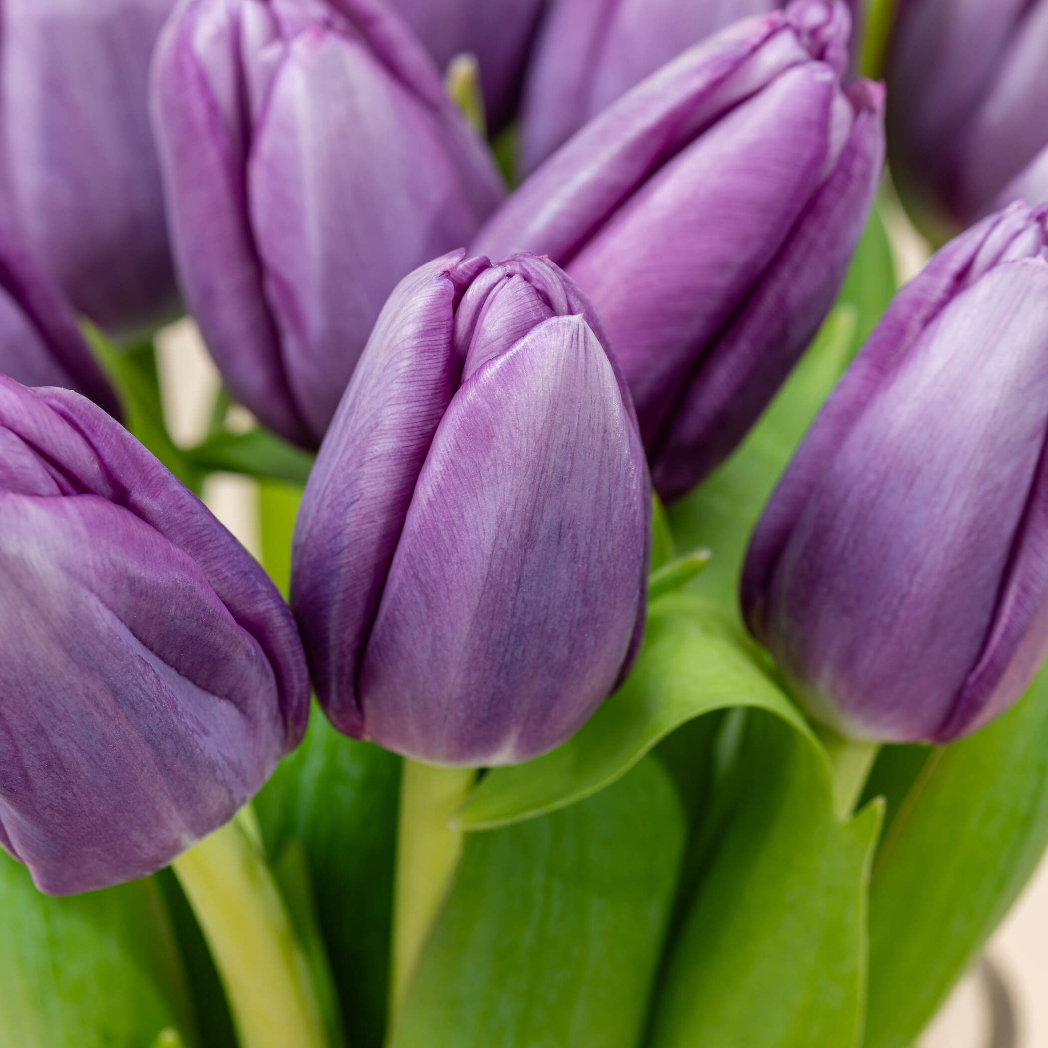 Dark Purple Tulip Vase Dark Purple Tulip Vase