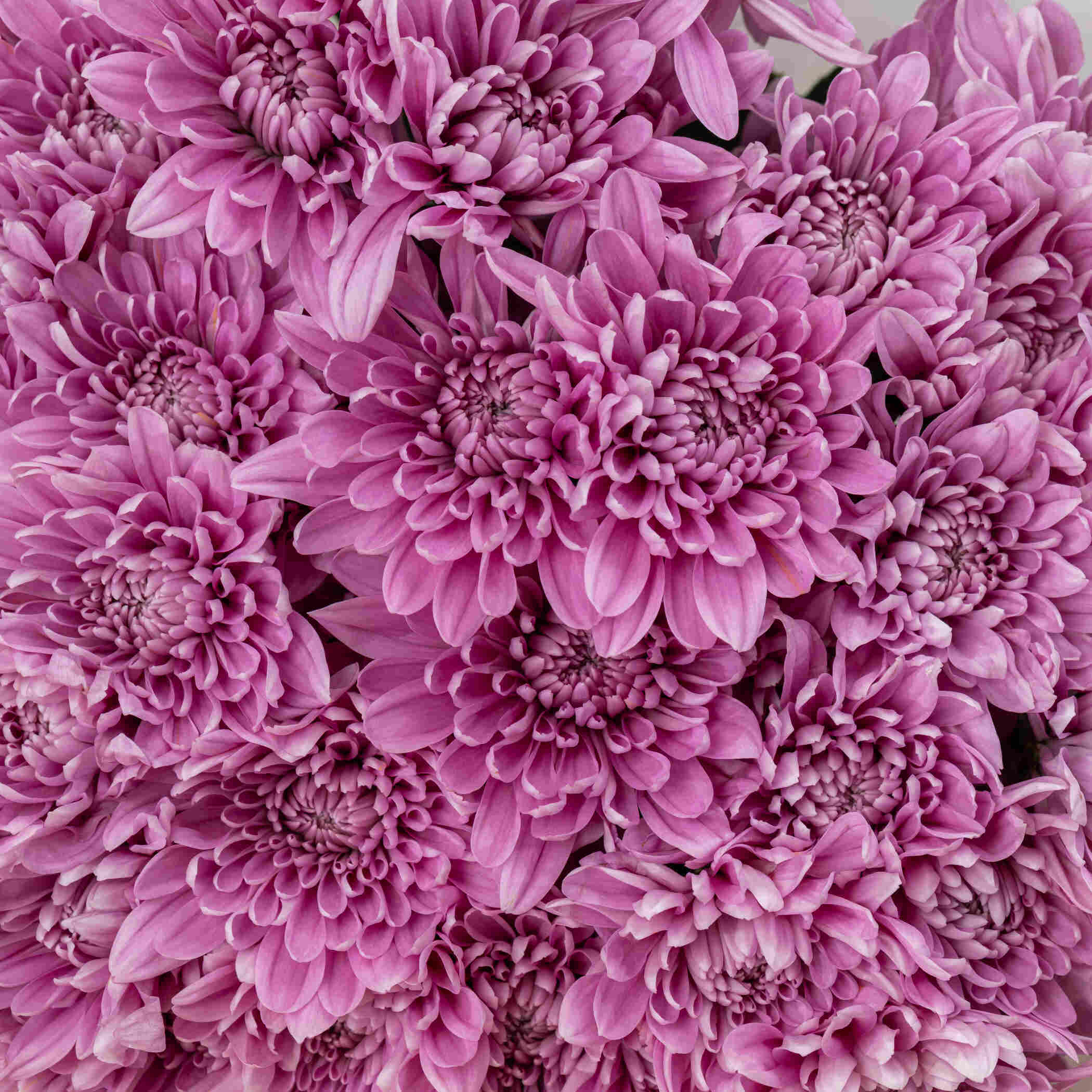 Chrysanthemum Pink Bouquet Chrysanthemum Pink Bouquet