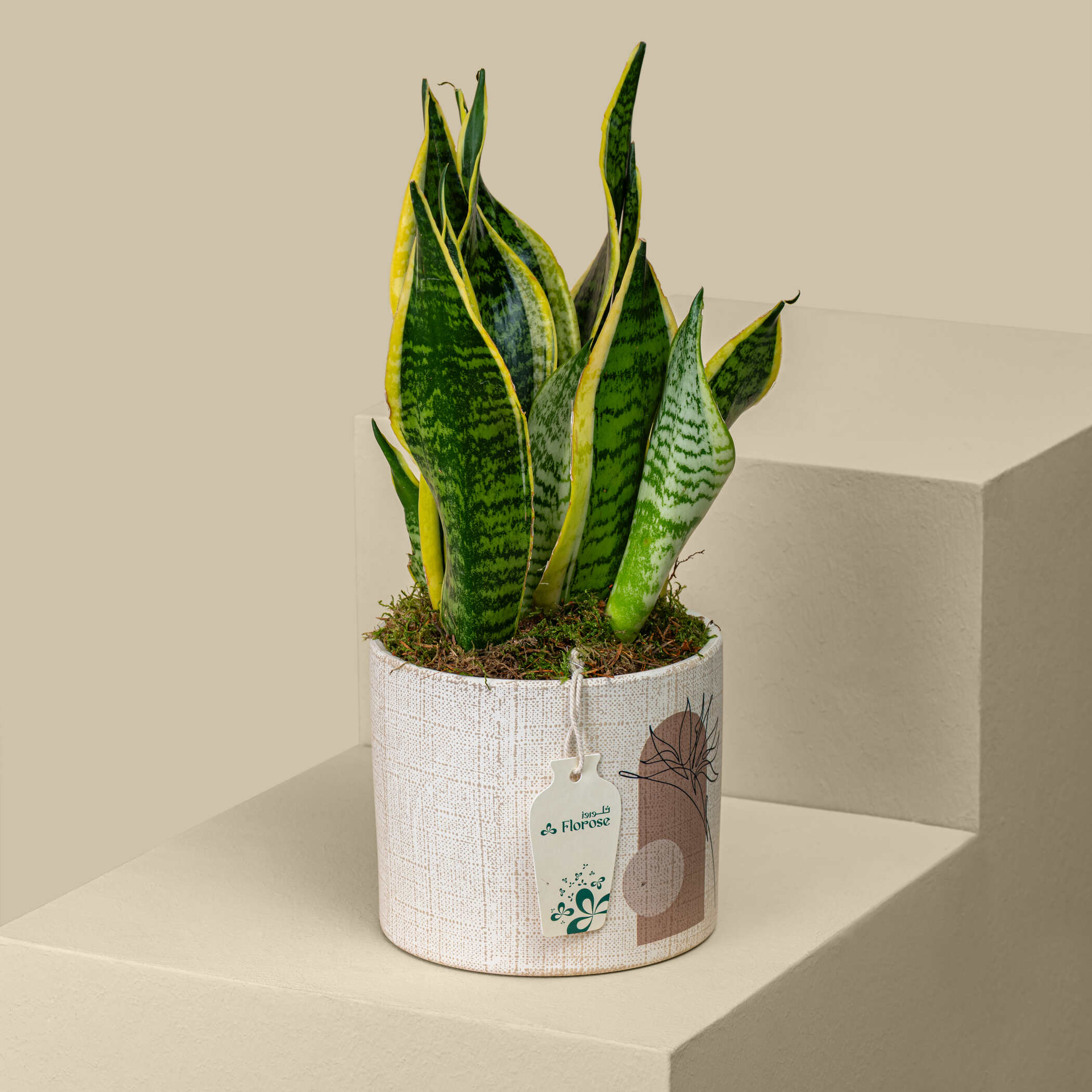 Natural Sansevieria Plant Natural Sansevieria Plant