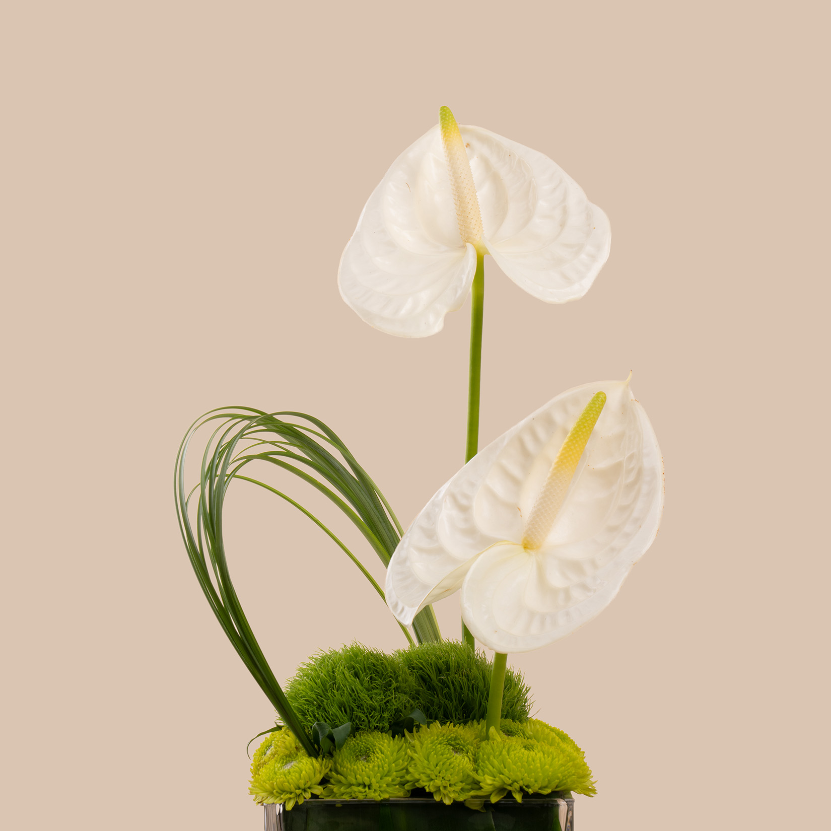 Anoosh Generosity Chocolate Box | Generosity Vase Anoosh Generosity Chocolate Box | Generosity Vase