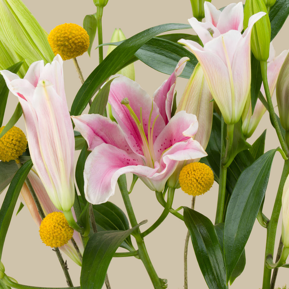 Delicate Premium Vase Delicate Premium Vase