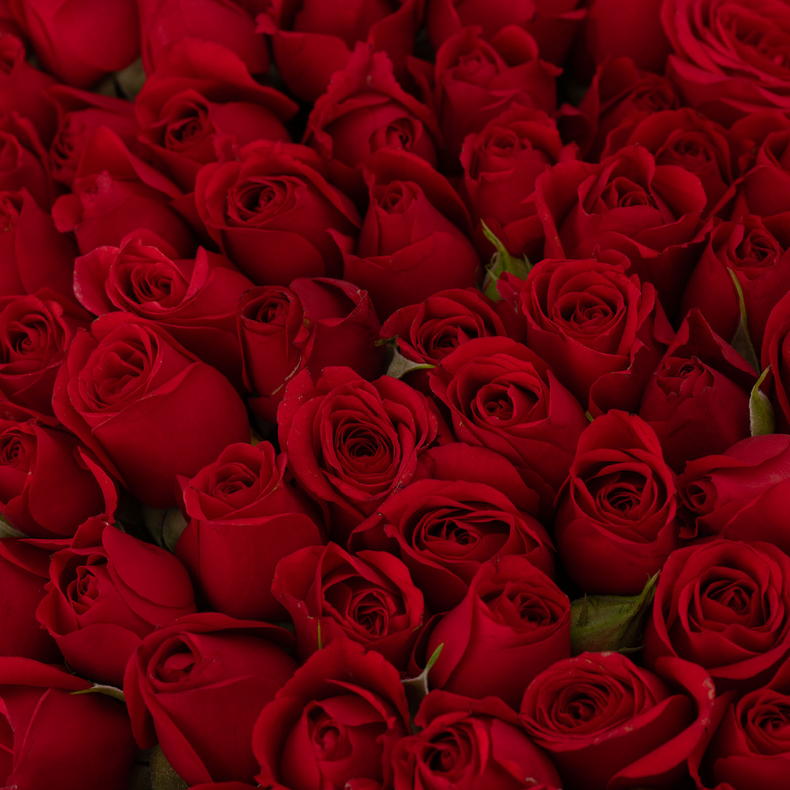 Red Heart Box Red Heart Box