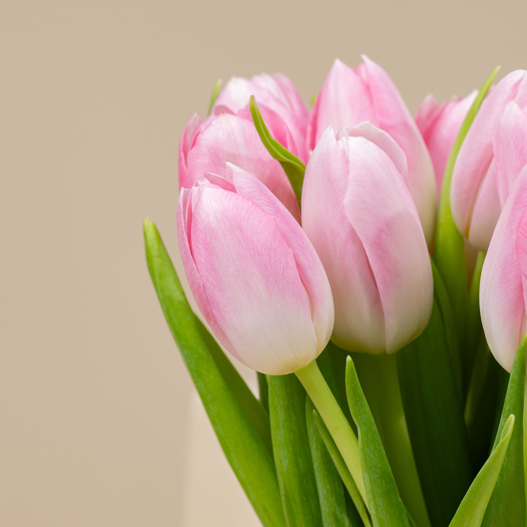 Pink Tulip Vase Pink Tulip Vase