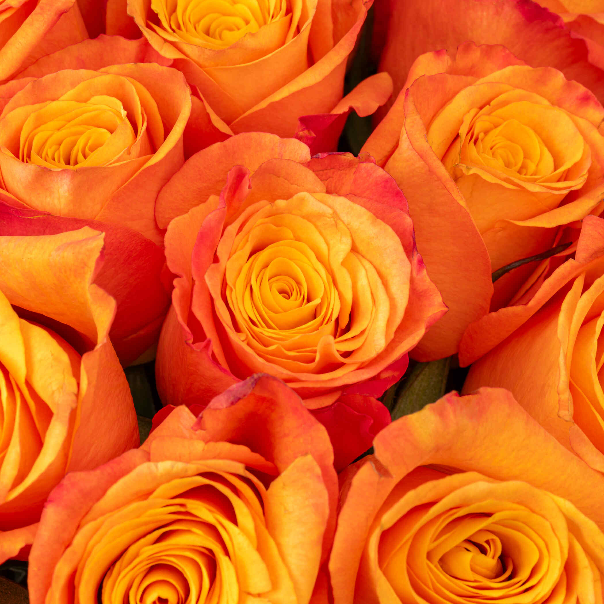 Attractive Rose Vase Orange | 35 Flowers Attractive Rose Vase Orange | 35 Flowers