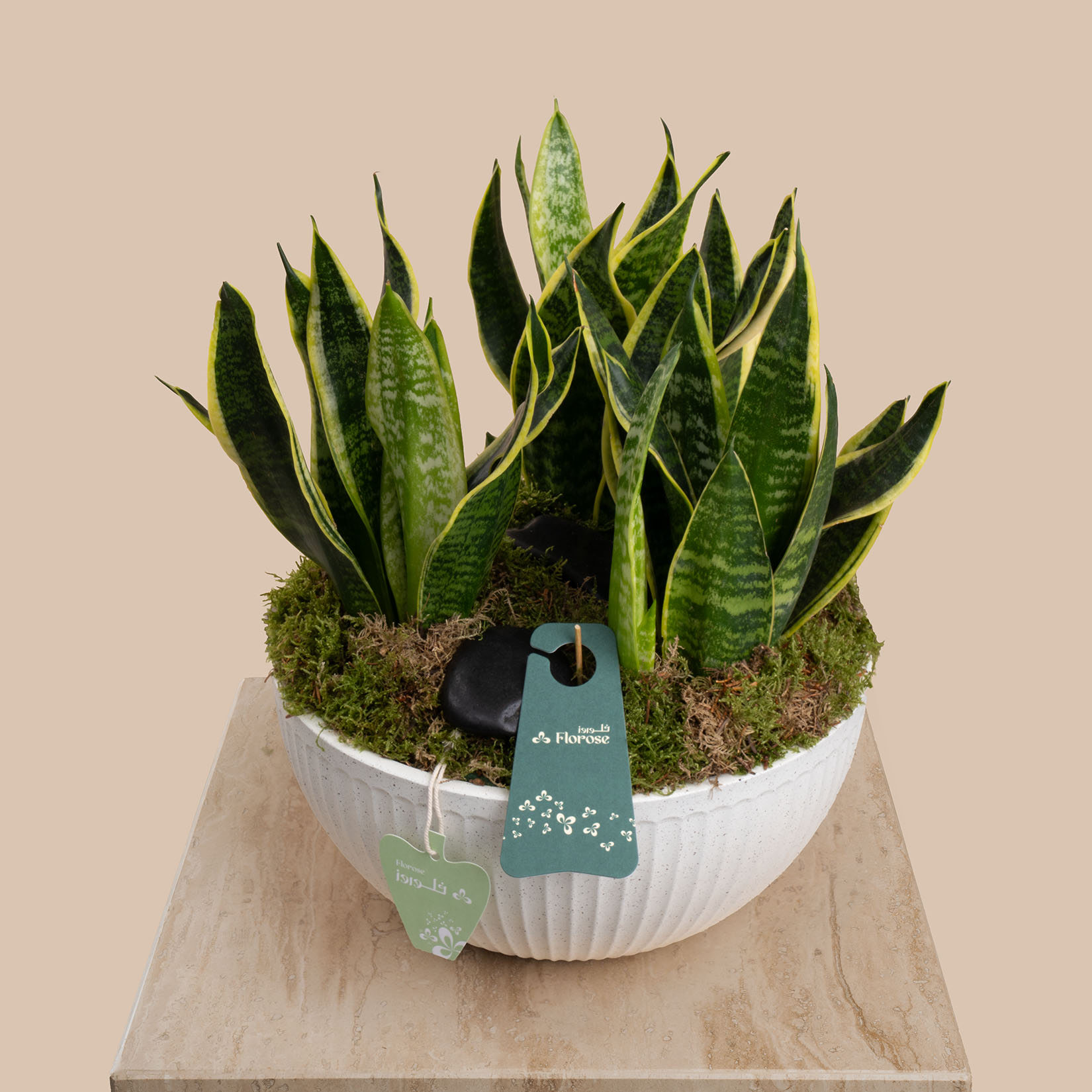 Sansevieria plant Pot | National Day Balloon Set Sansevieria plant Pot | National Day Balloon Set