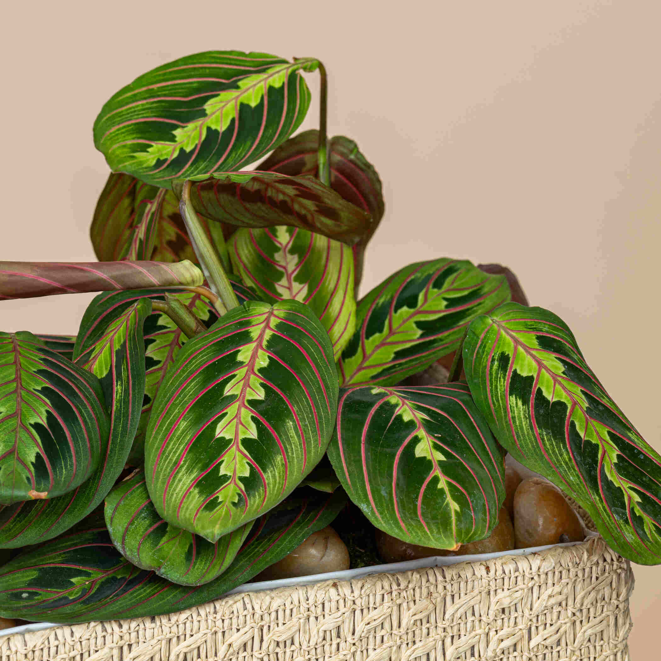 Stunning Calethea Plant Stunning Calethea Plant