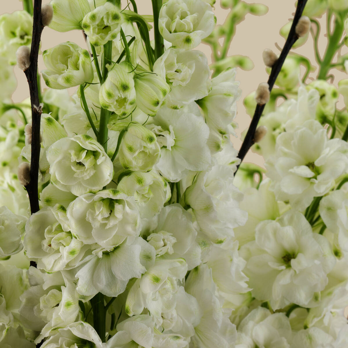 Timeless Pearl Premium Vase Timeless Pearl Premium Vase