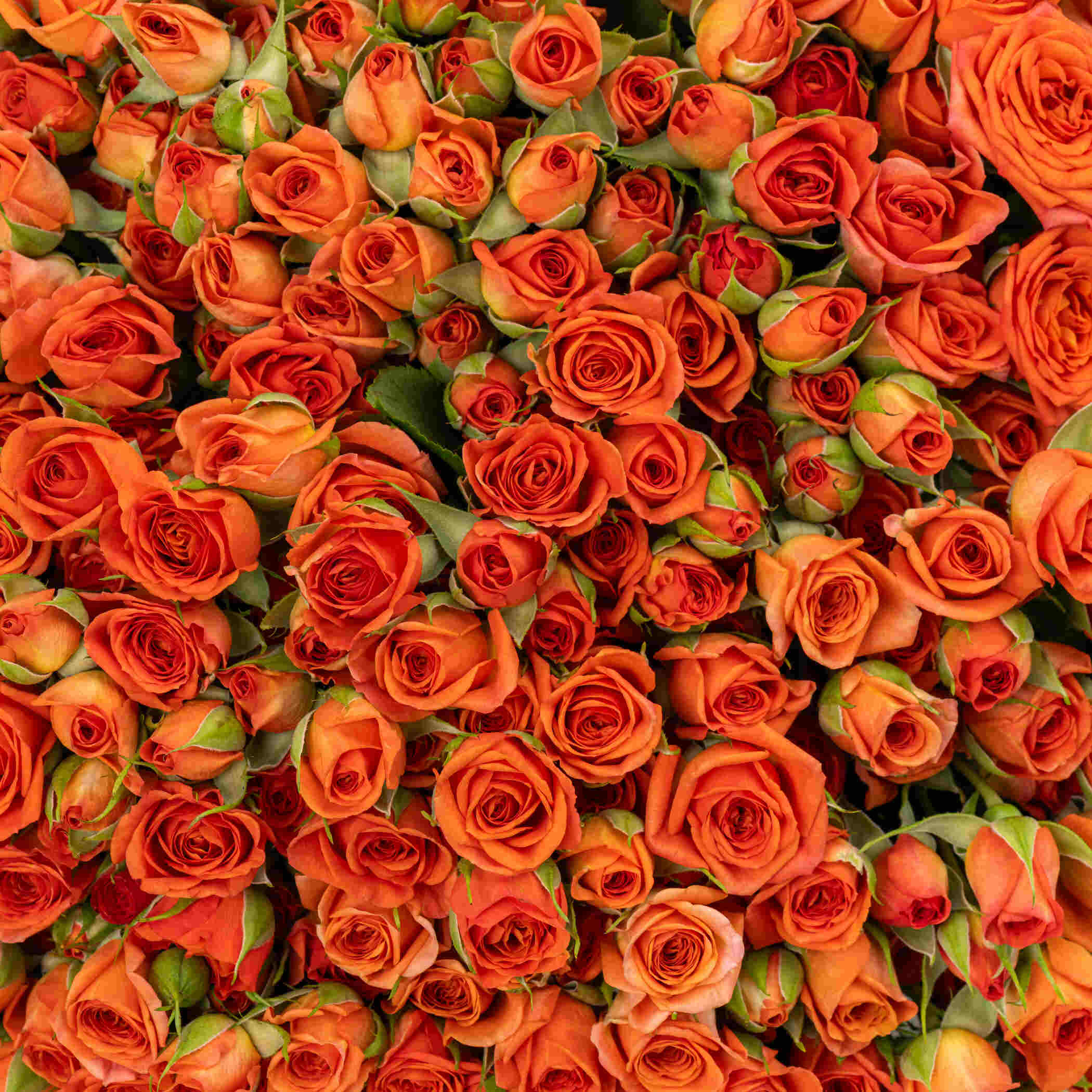 Radiant Spray Rose Bouquet Orange | 75 Flower Radiant Spray Rose Bouquet Orange | 75 Flower