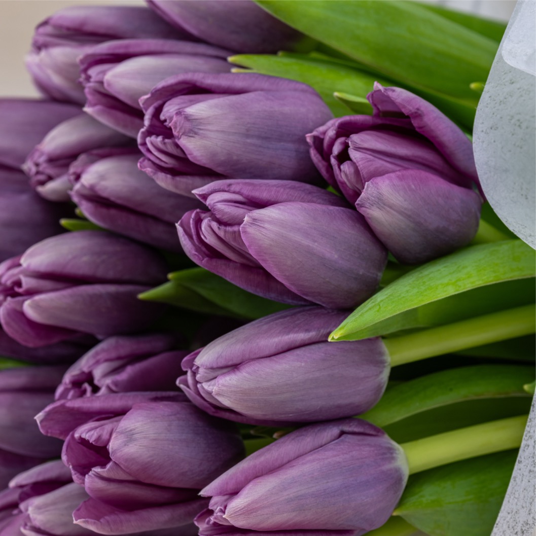 Purple Tulip Bouquet Purple Tulip Bouquet