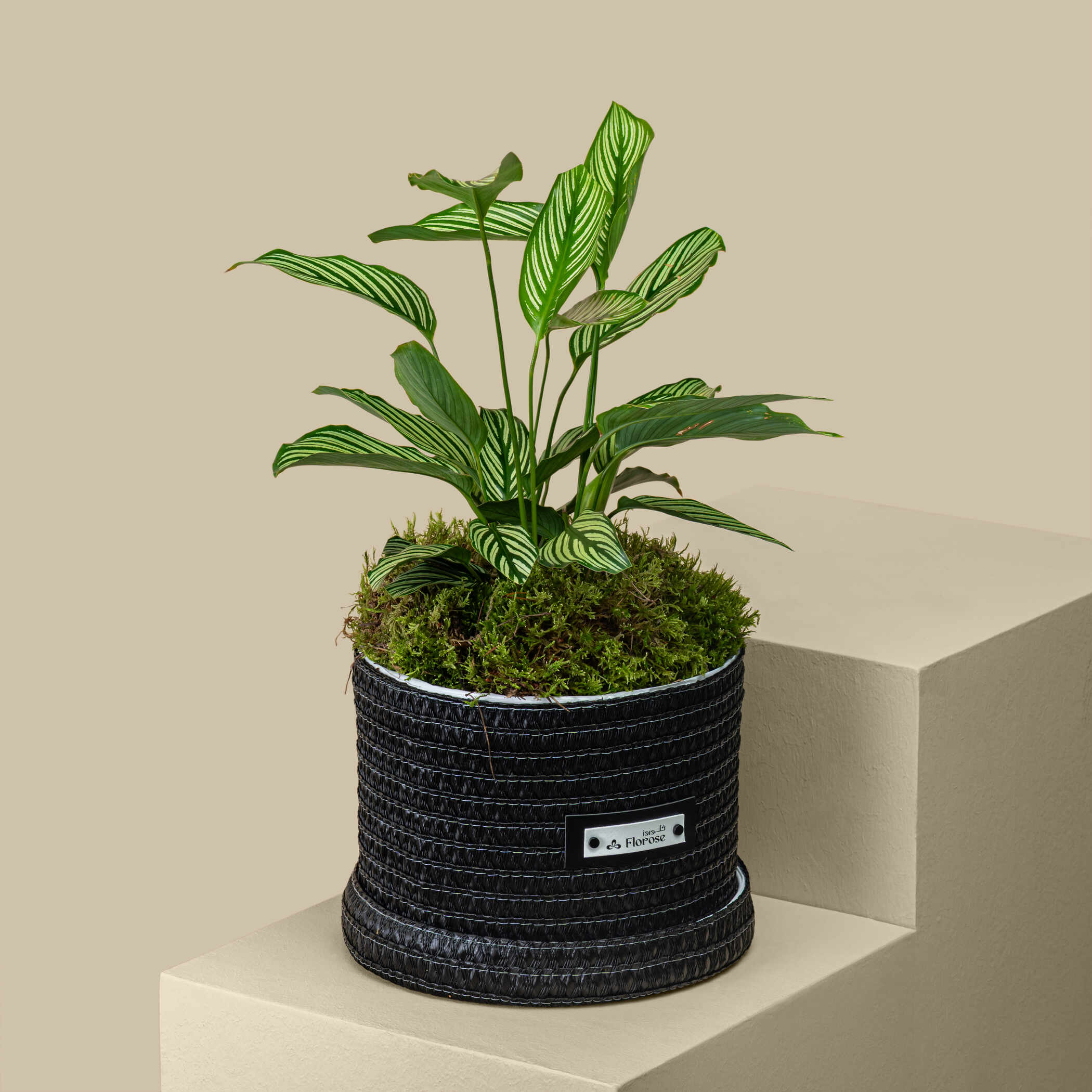 Radiant Calathea Plant Radiant Calathea Plant