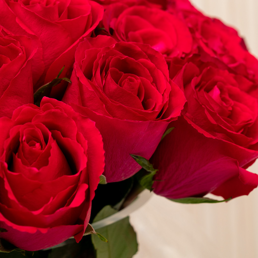 Striking Rose Vase Fuchsia | 50 Flowers Striking Rose Vase Fuchsia | 50 Flowers