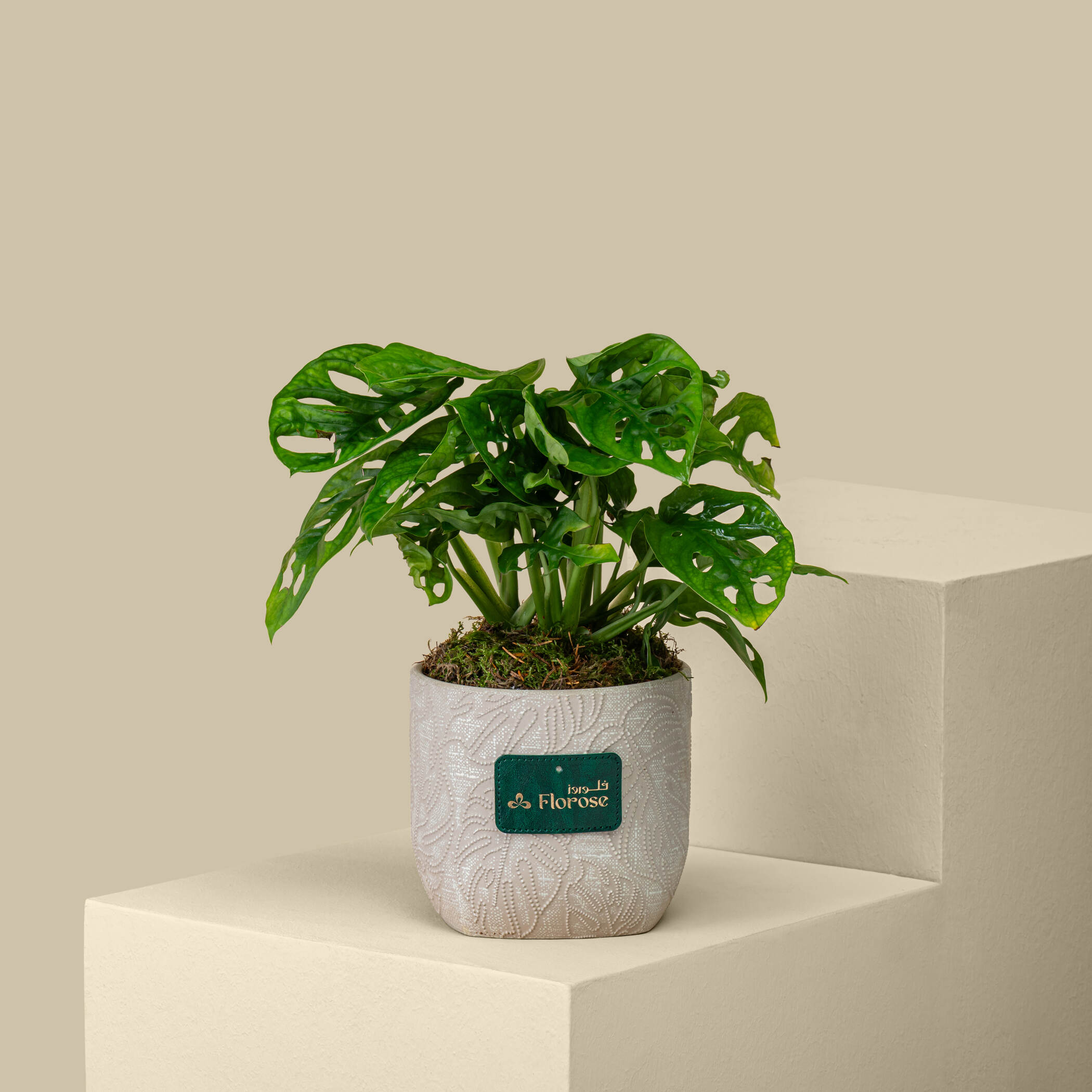 Small Monstera Plant Small Monstera Plant