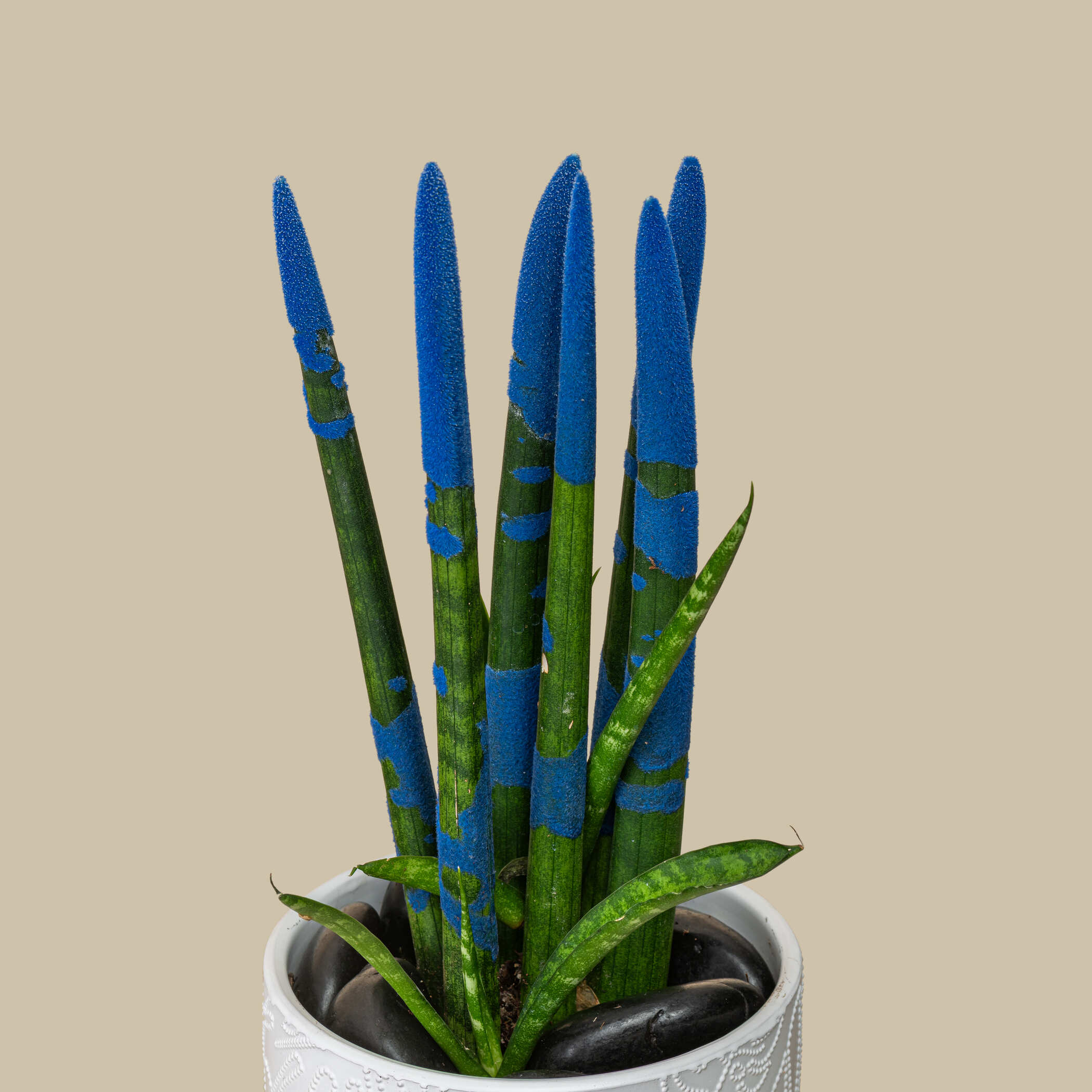 Sansevieria Blue Plant Sansevieria Blue Plant