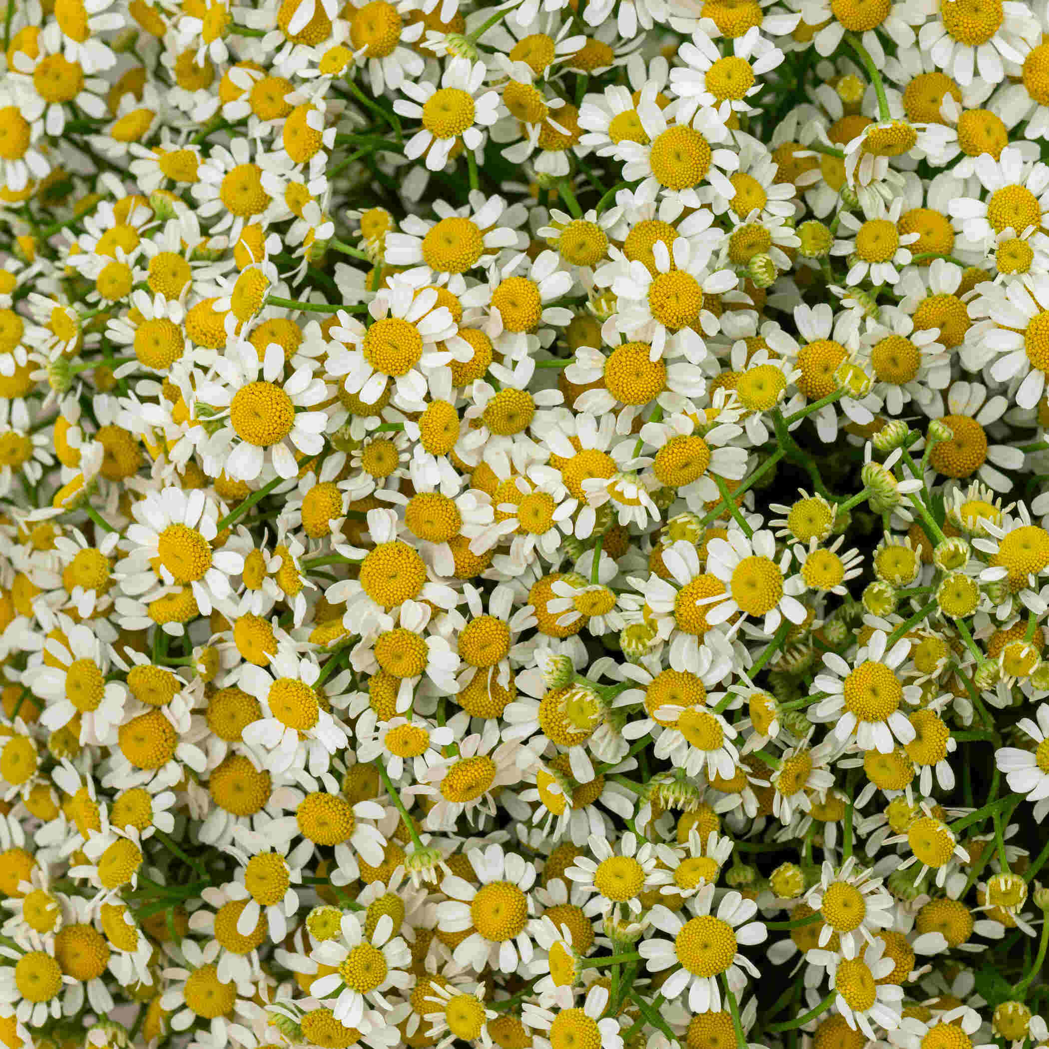 Tanacetum Bouquet Tanacetum Bouquet