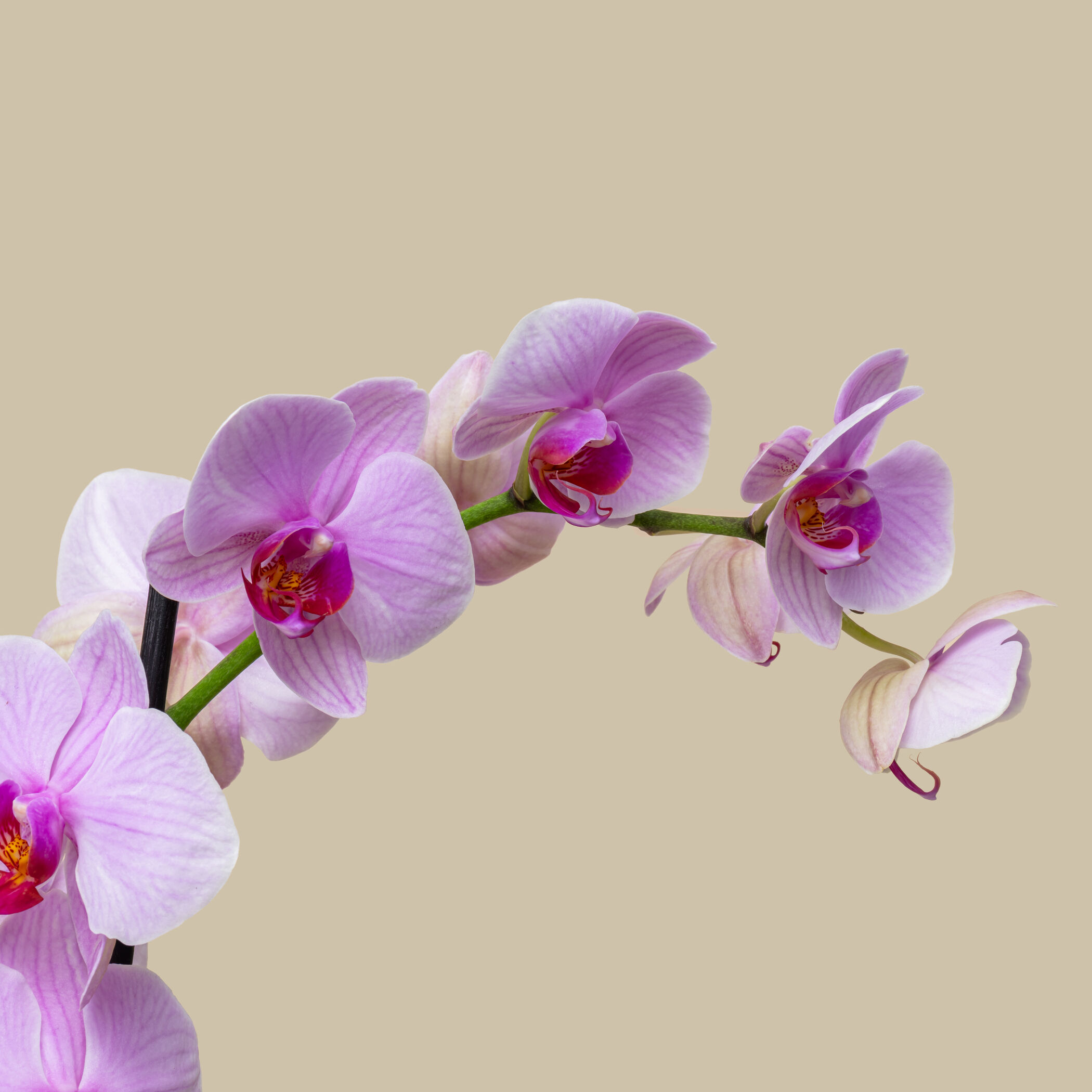 Delicate Orchid Plant Delicate Orchid Plant