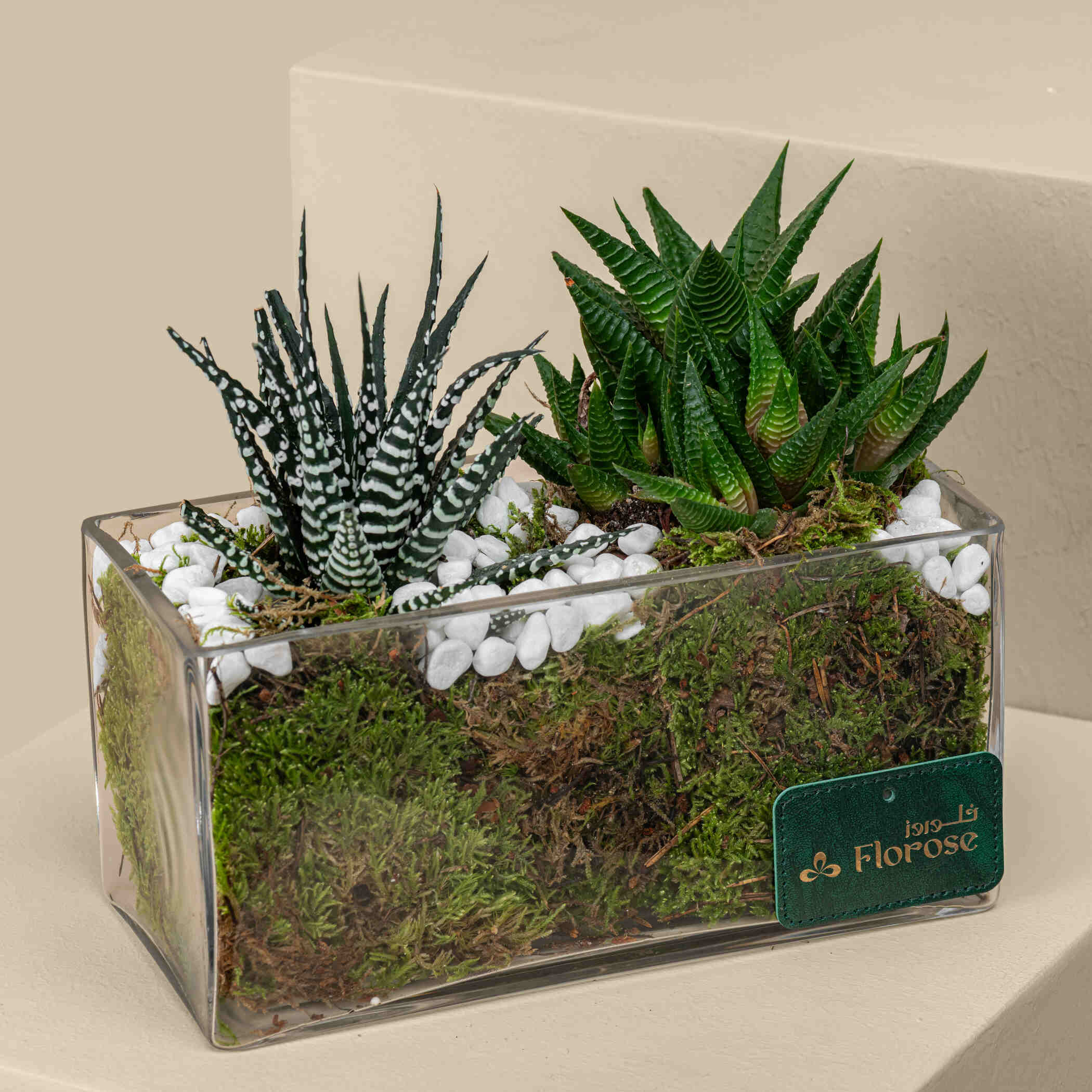 Haworthia Mix Plant Haworthia Mix Plant
