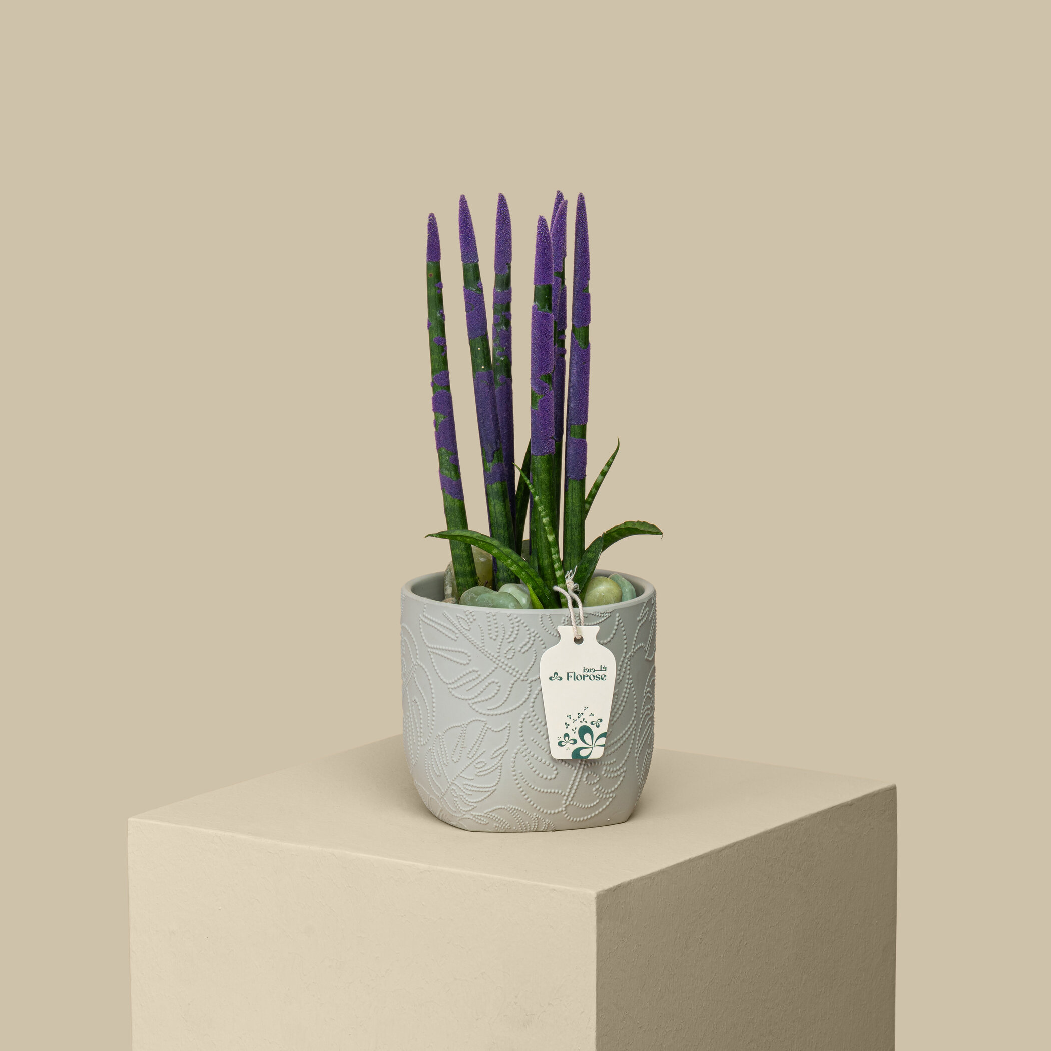 Sansevieria Purple Plant Sansevieria Purple Plant
