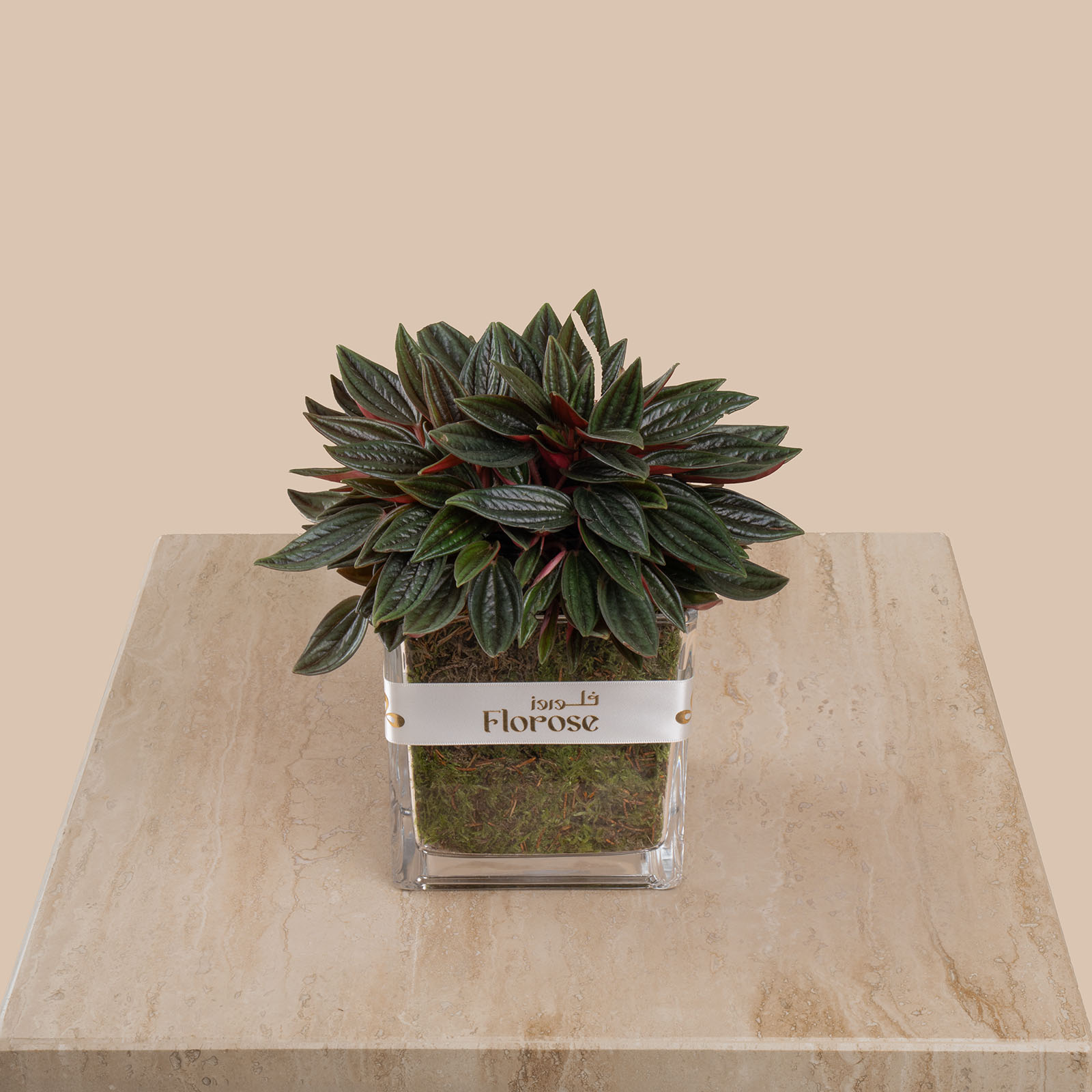 Peperomia Caperata Plant Peperomia Caperata Plant