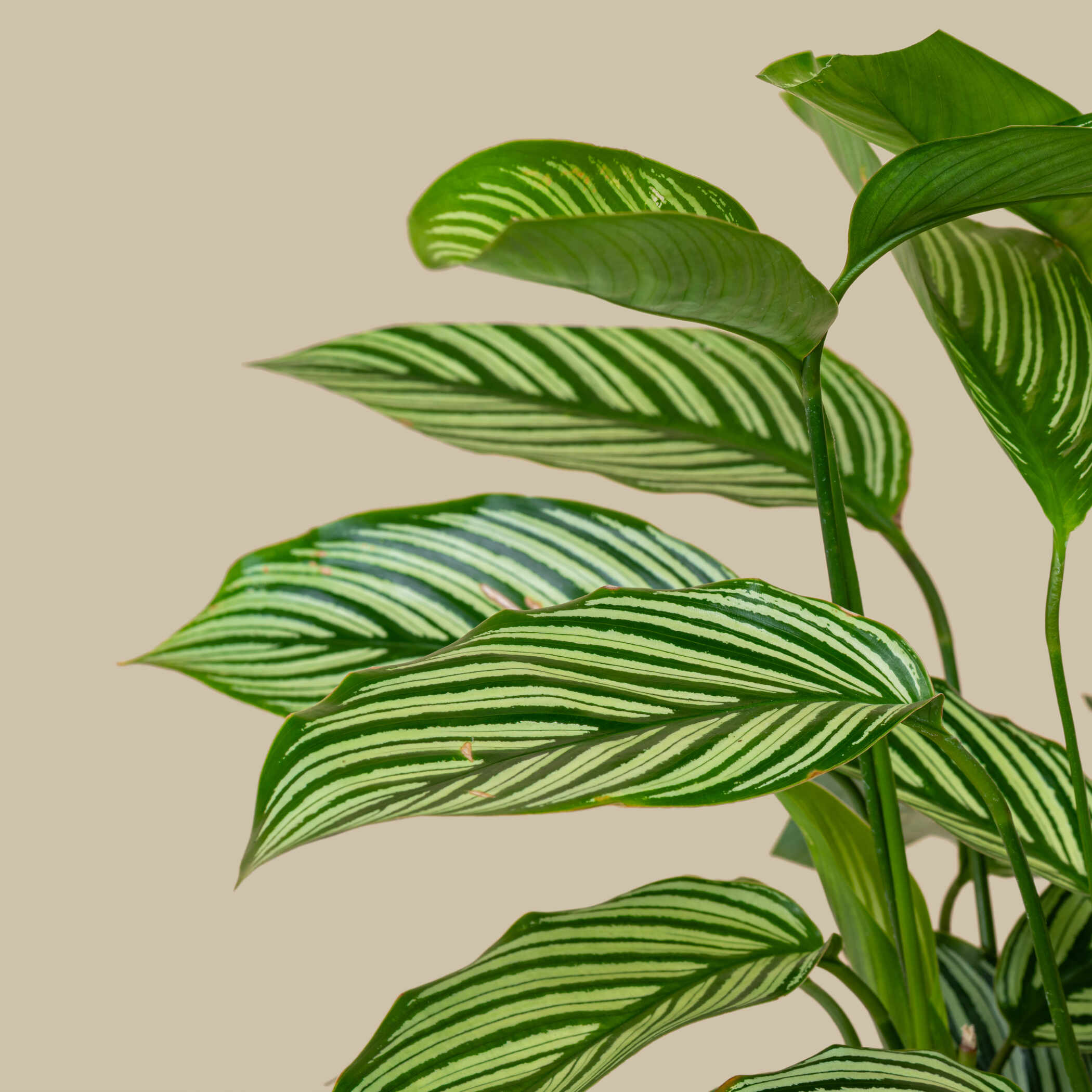 Calathea Tender Plant Calathea Tender Plant