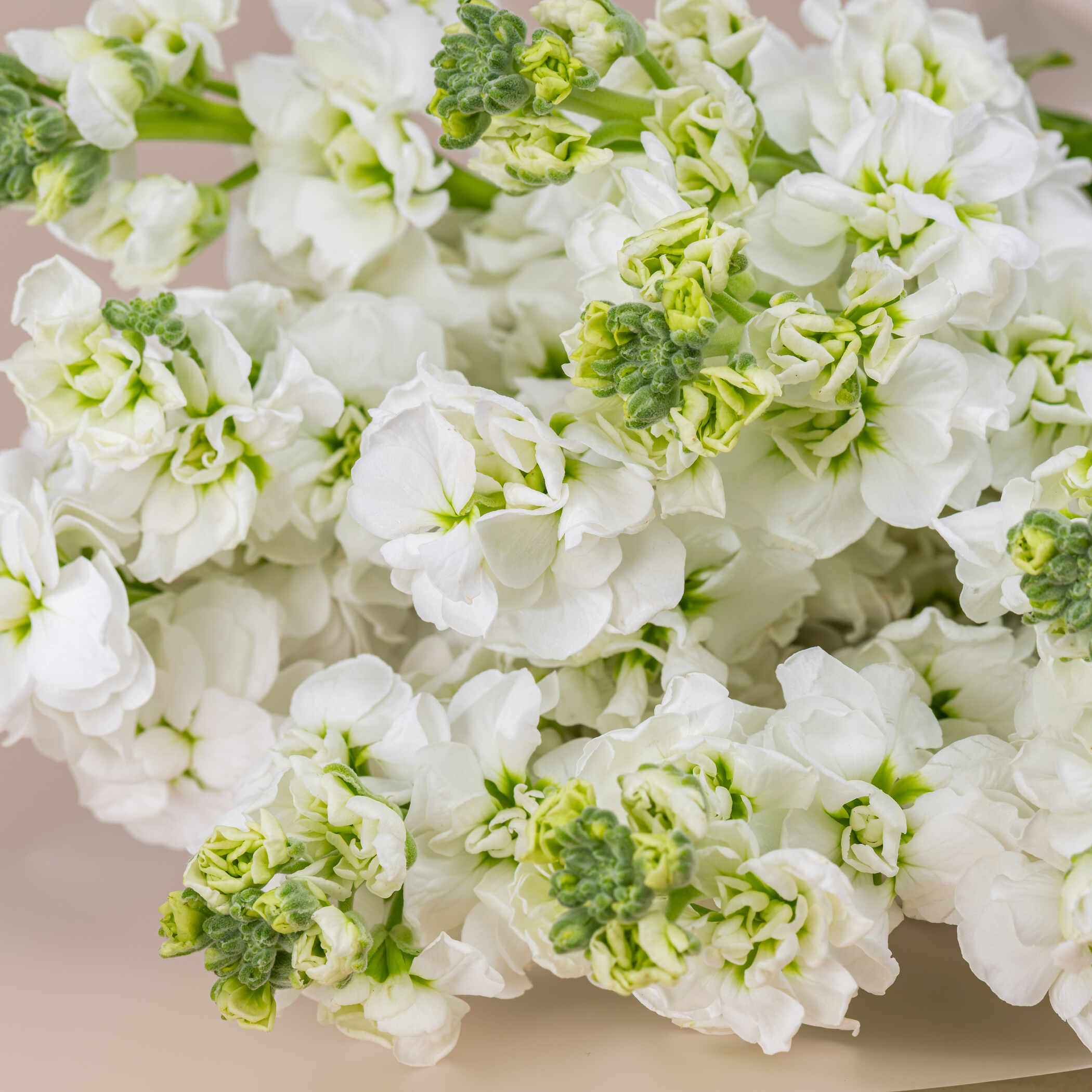 White Matthiola Bouquet White Matthiola Bouquet