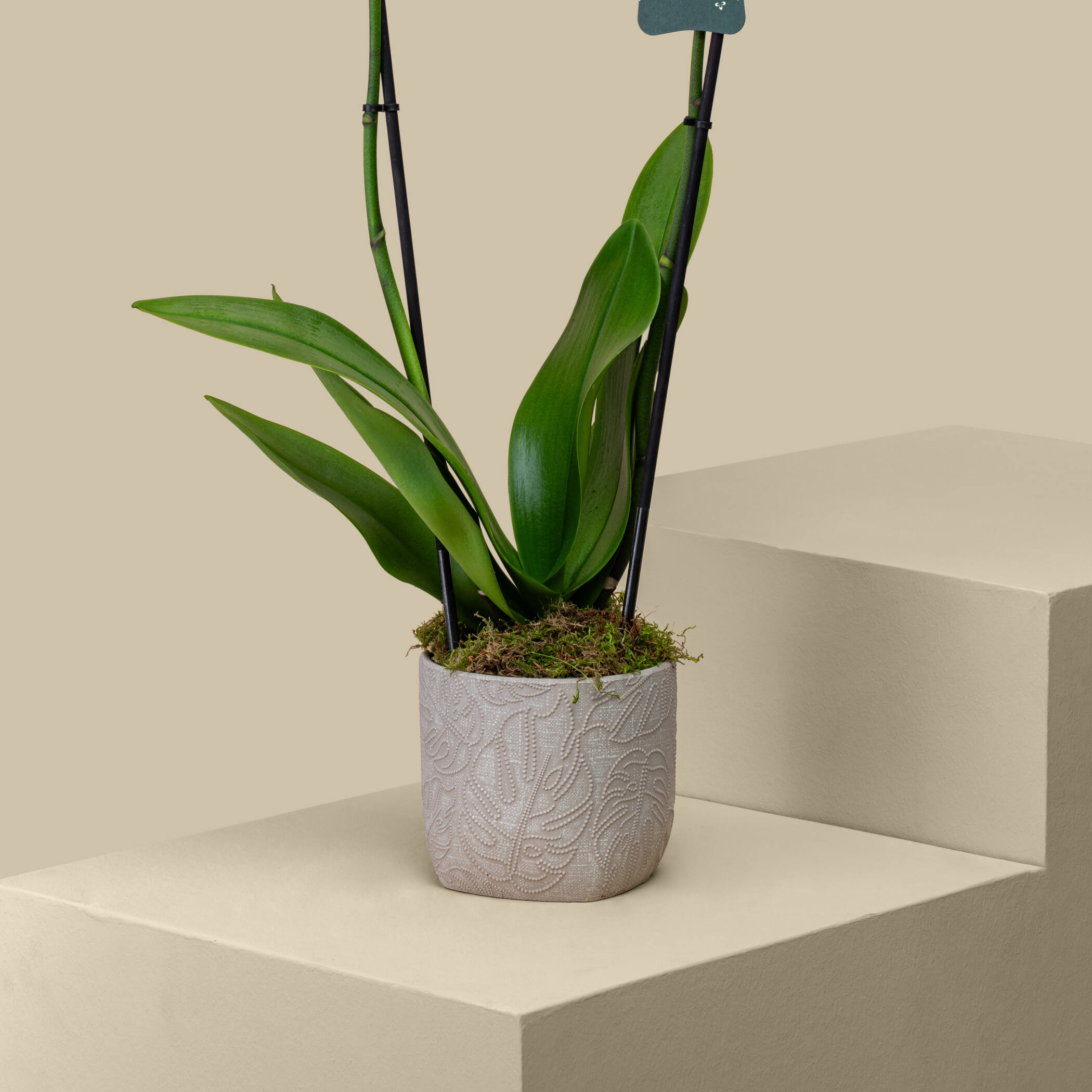 Charming Orchid Plant Charming Orchid Plant