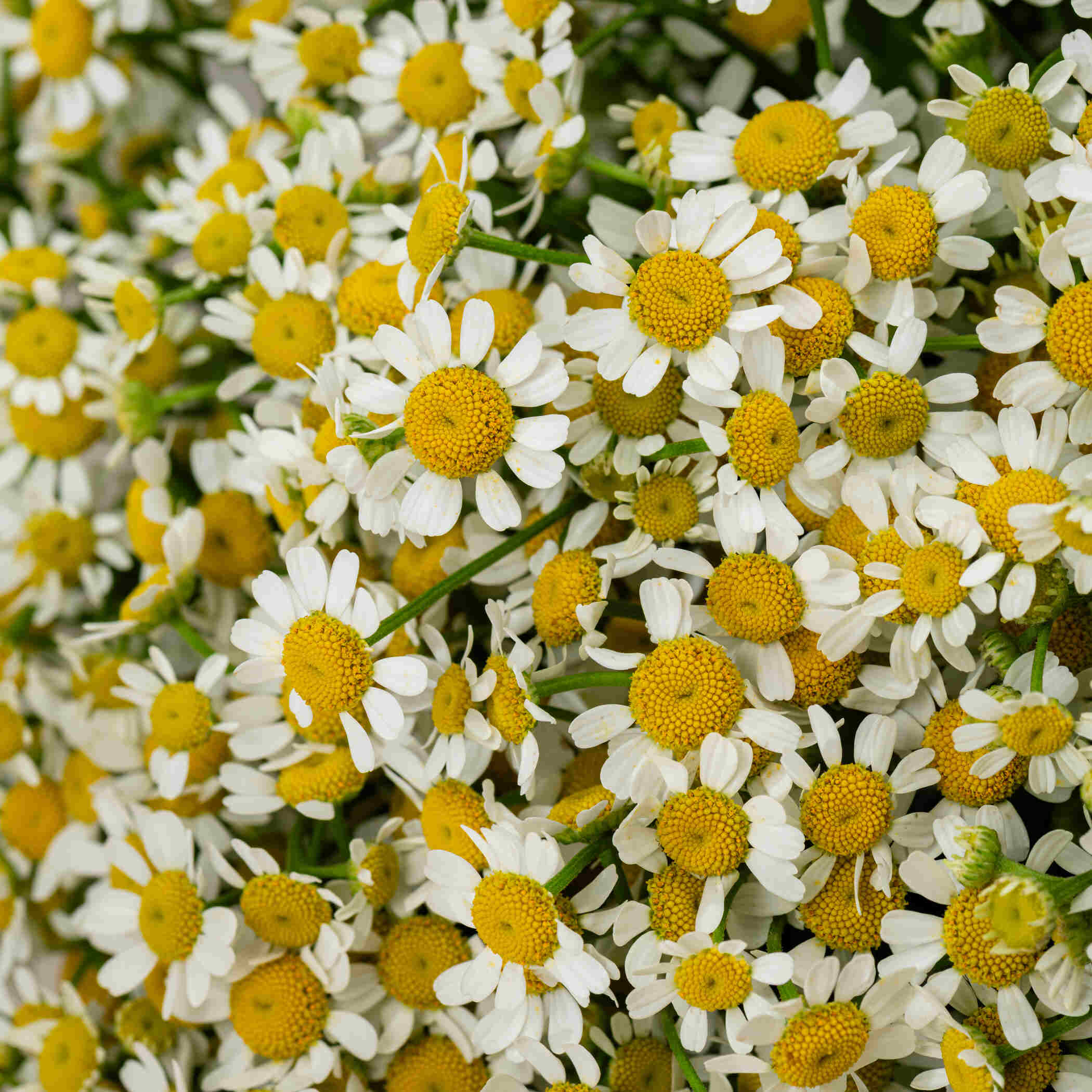 Tanacetum Bouquet Tanacetum Bouquet
