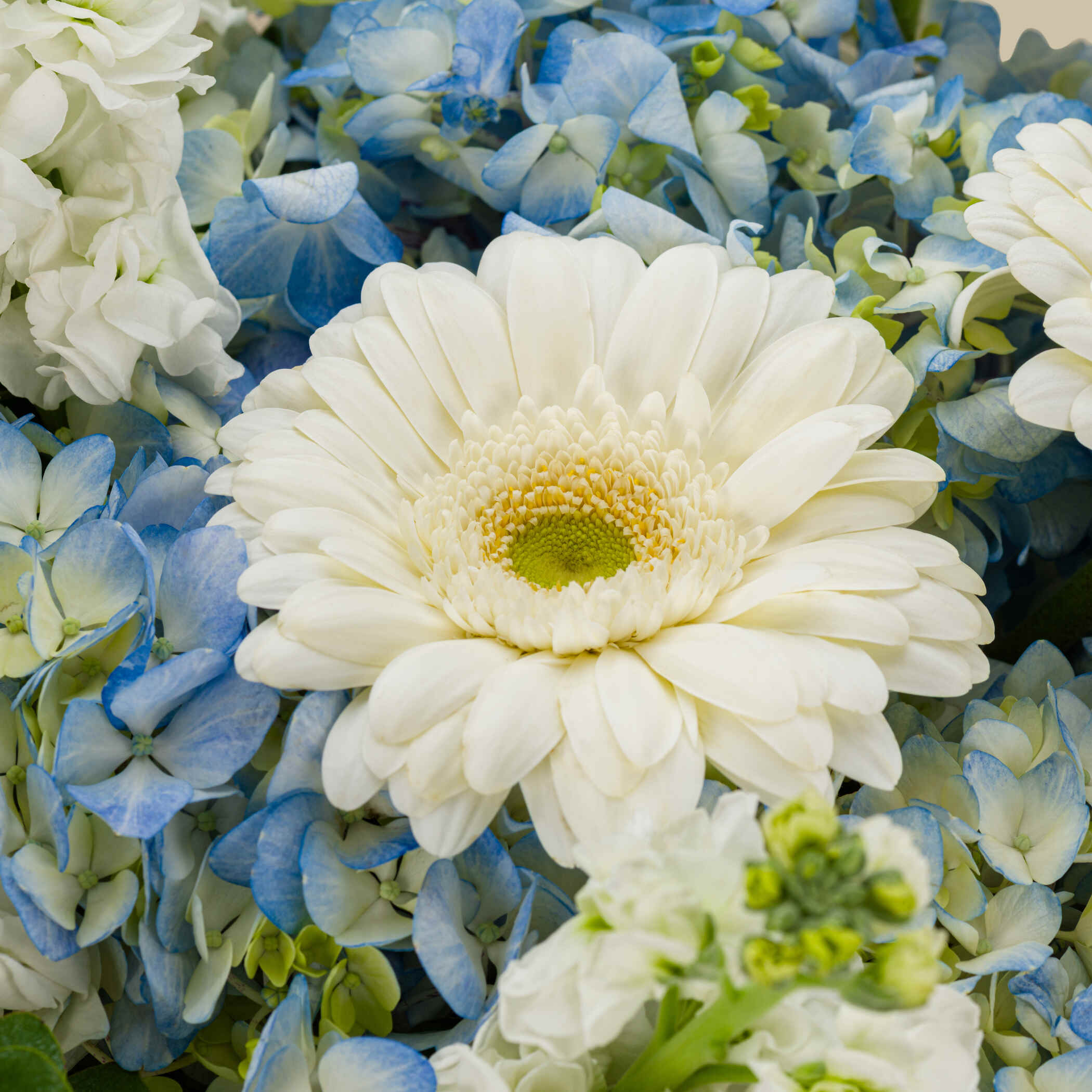Cloud Spray Bouquet Cloud Spray Bouquet