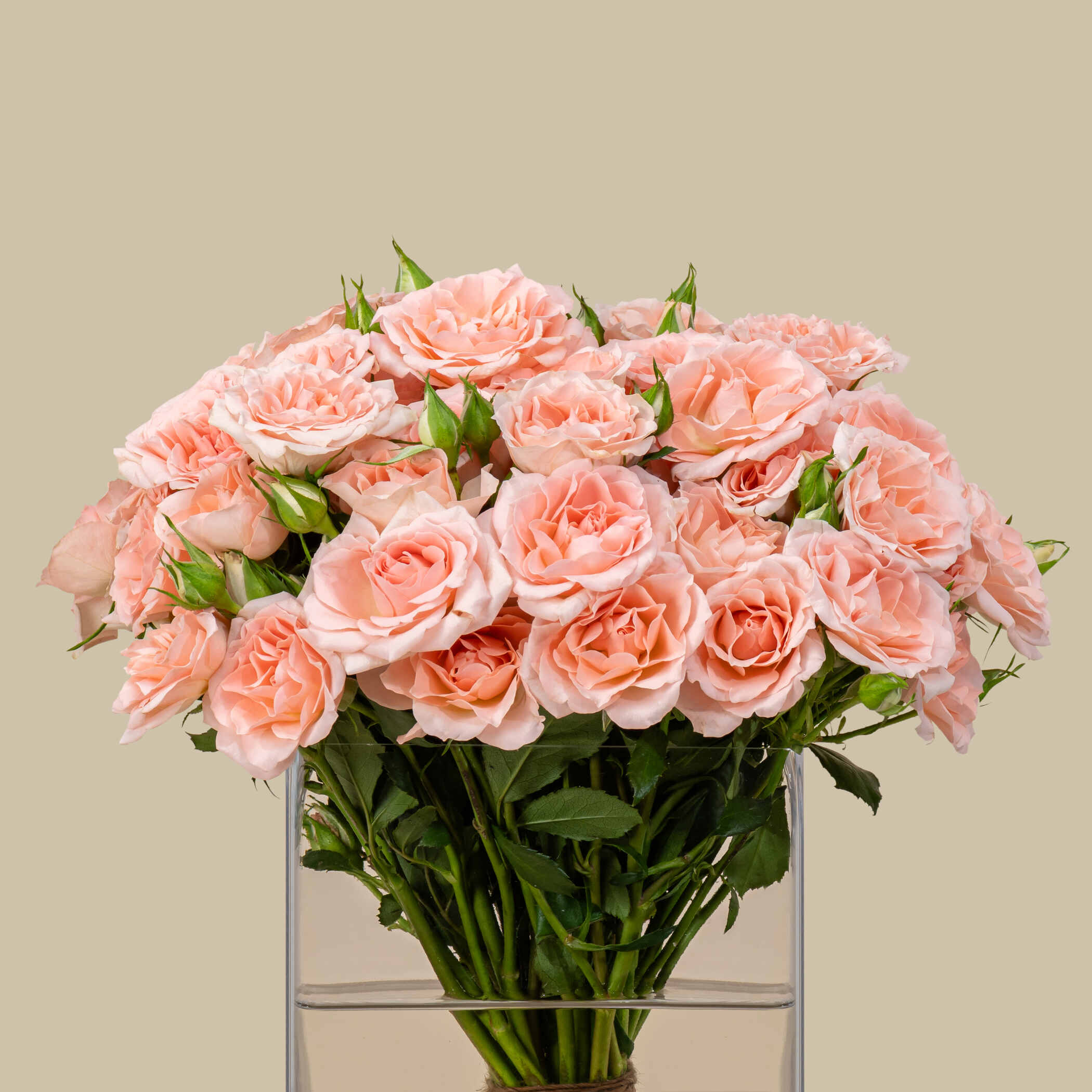 Glorious Spray Rose Square Vase Peach | 30 Flowers Glorious Spray Rose Square Vase Peach | 30 Flowers