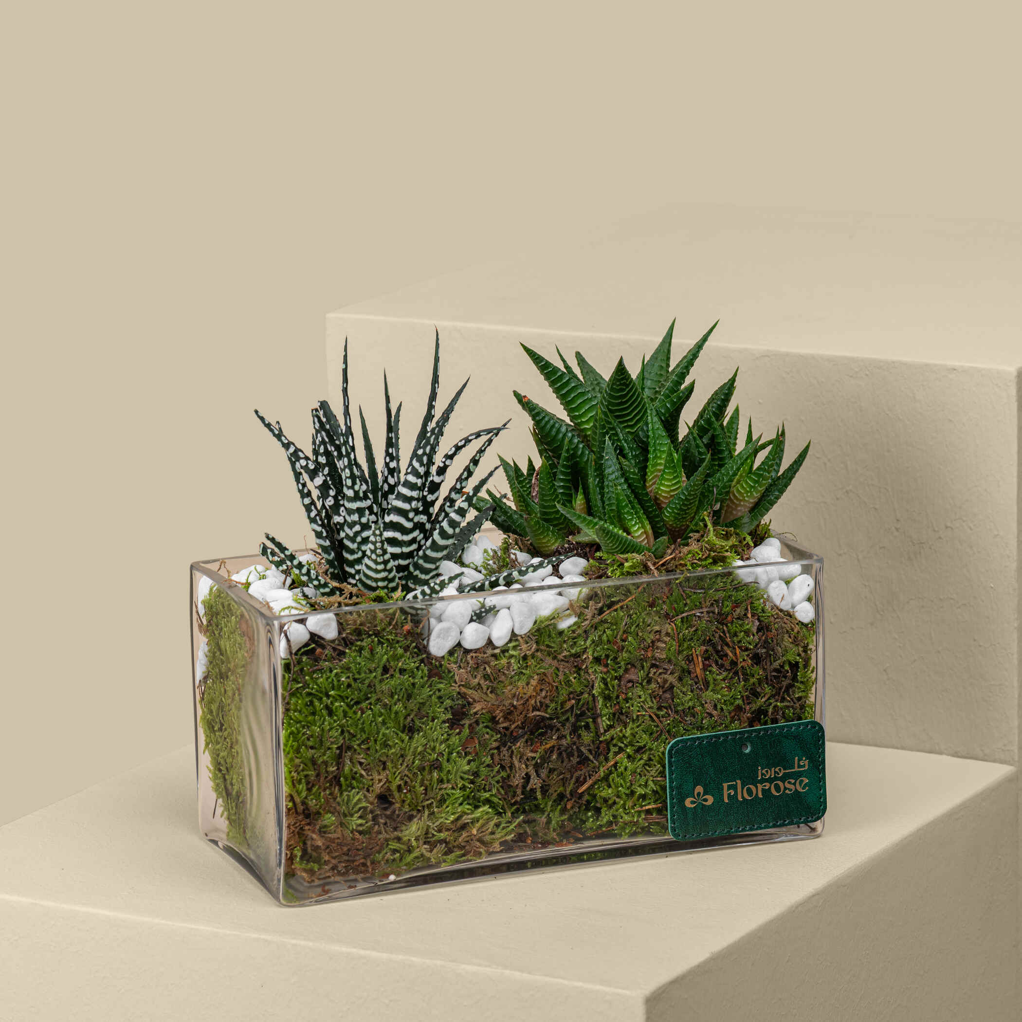 Haworthia Mix Plant Haworthia Mix Plant