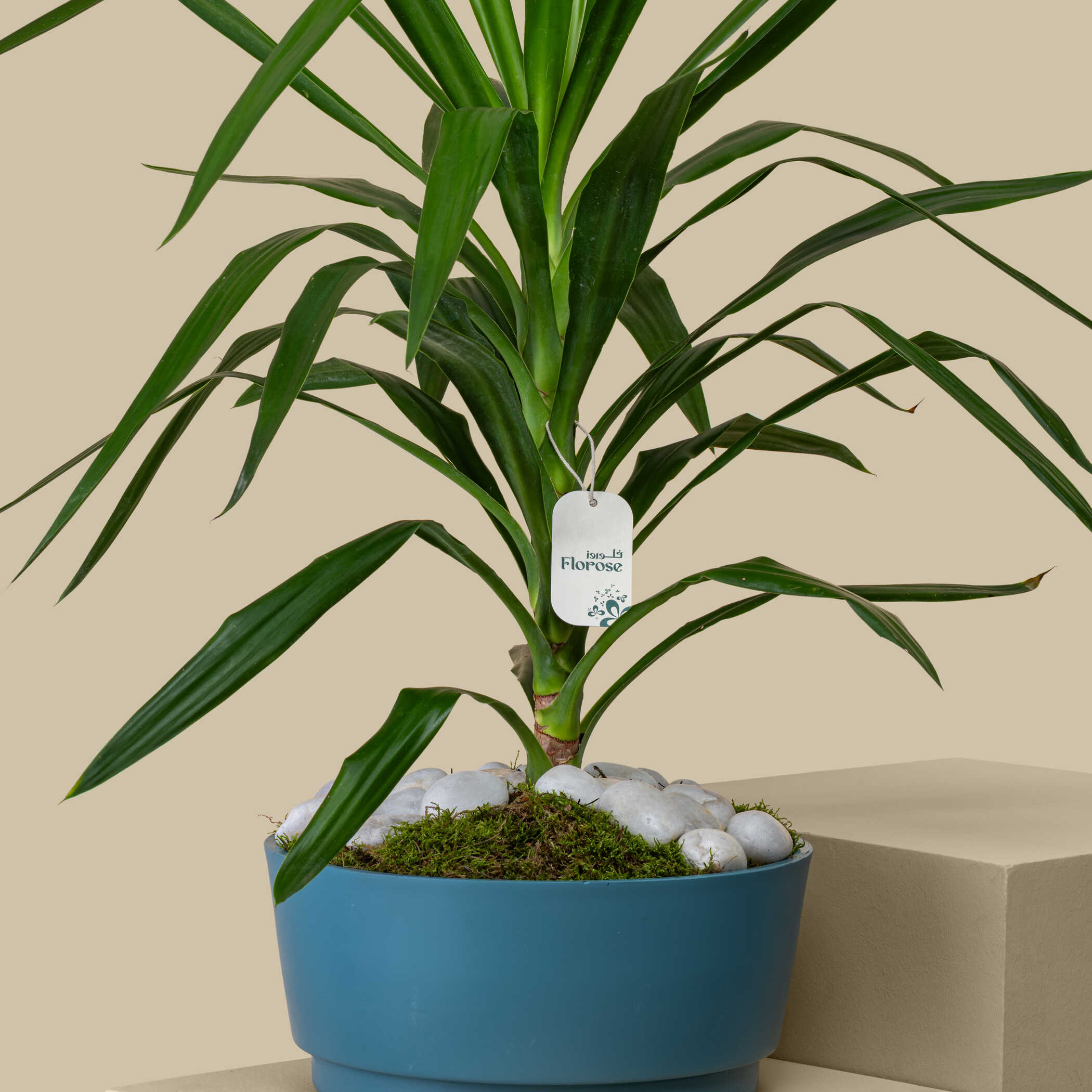 Unique Yucca Plant Unique Yucca Plant