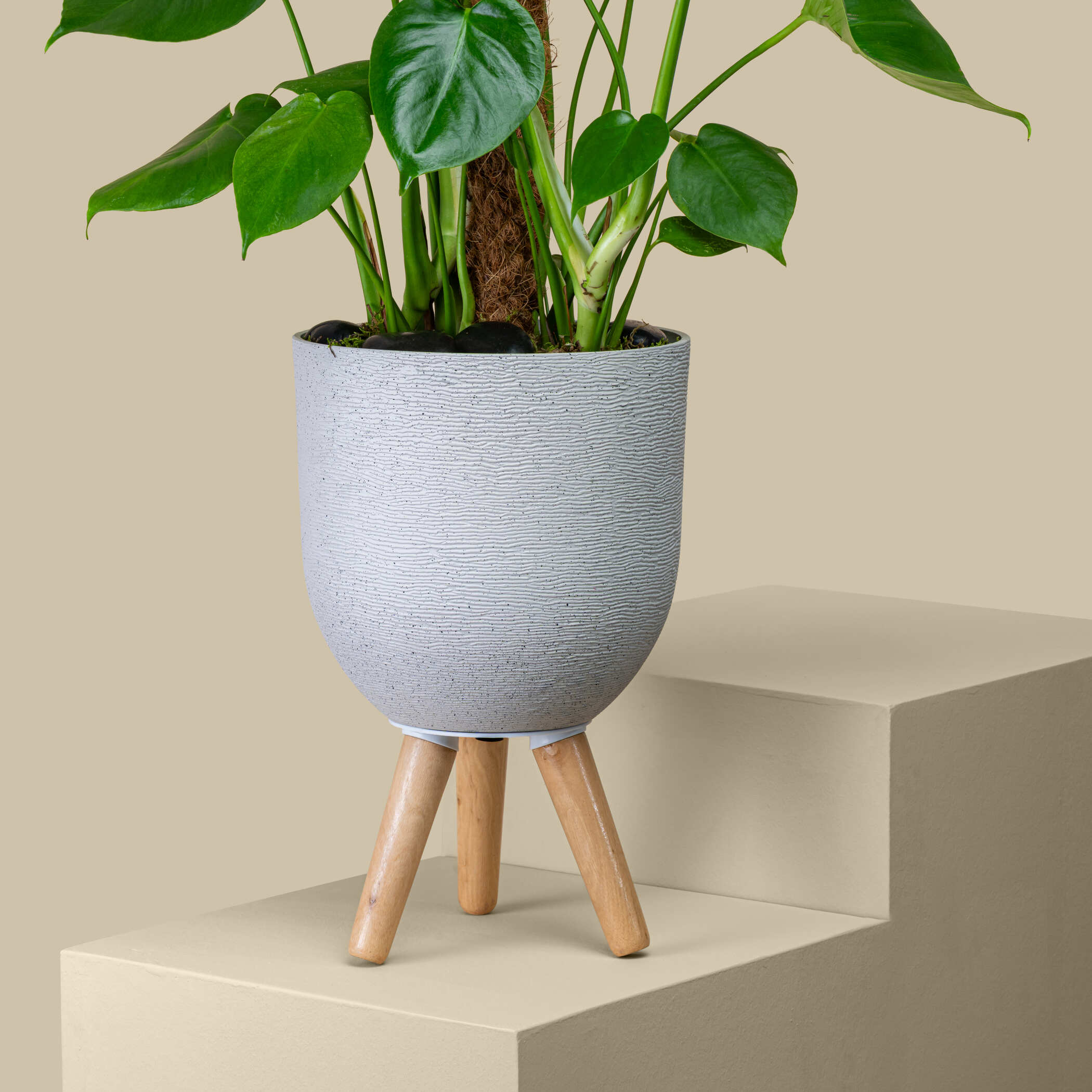 Tall Monstera Plant Tall Monstera Plant