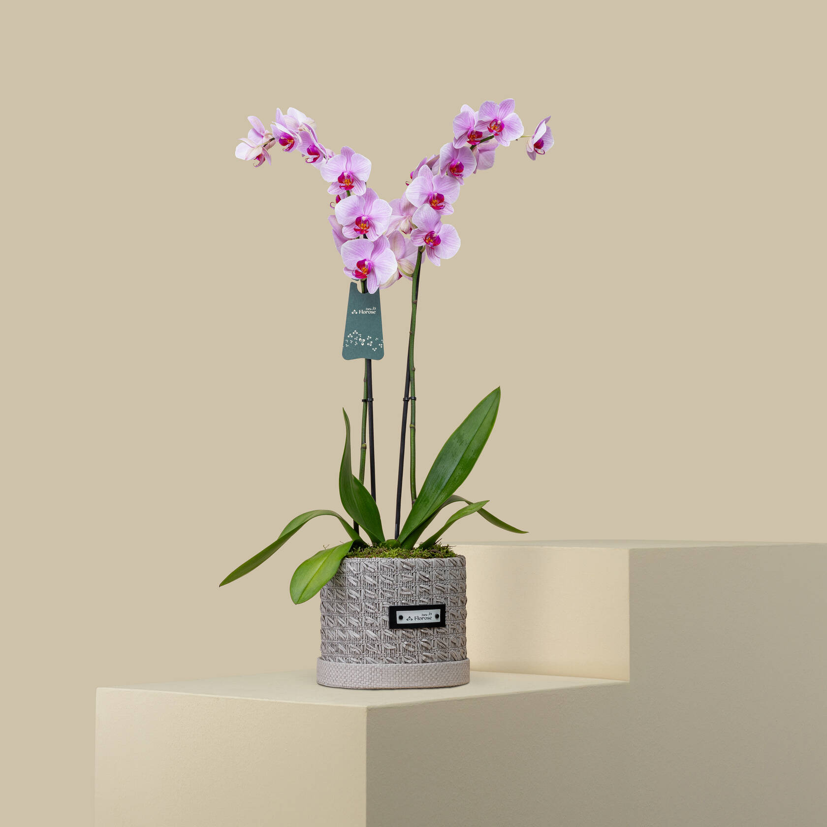 Blooming Orchid Plant Blooming Orchid Plant