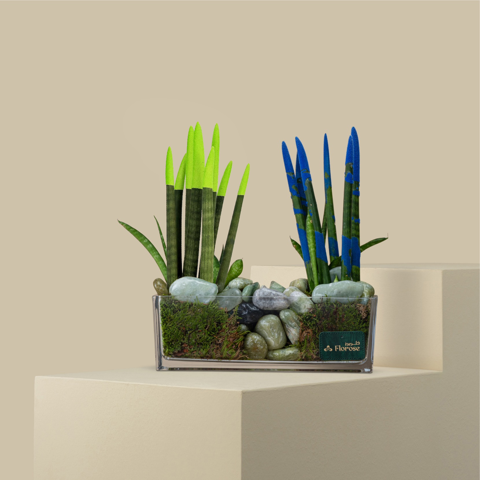 Colorful Sansevieria Plant Colorful Sansevieria Plant