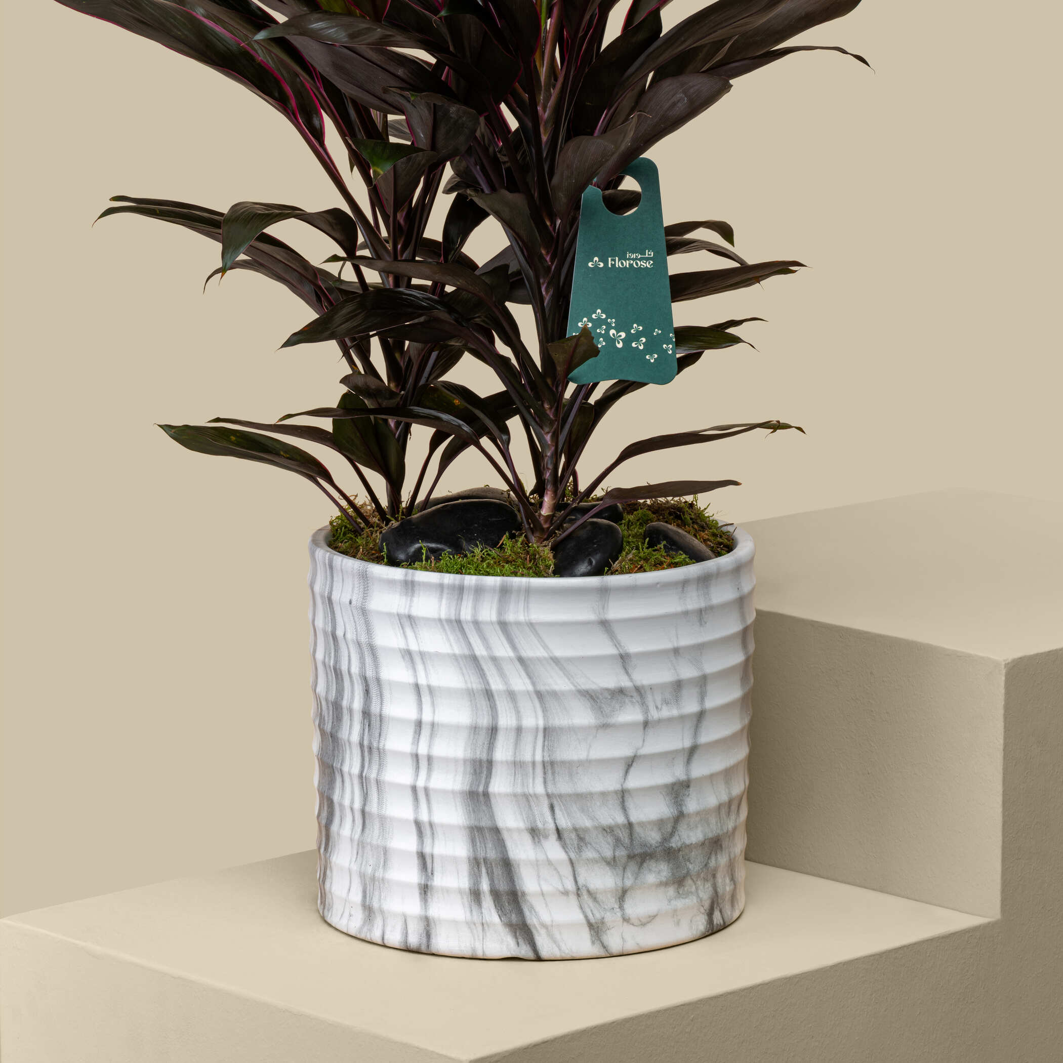 Luxury Cordyline Plant Luxury Cordyline Plant