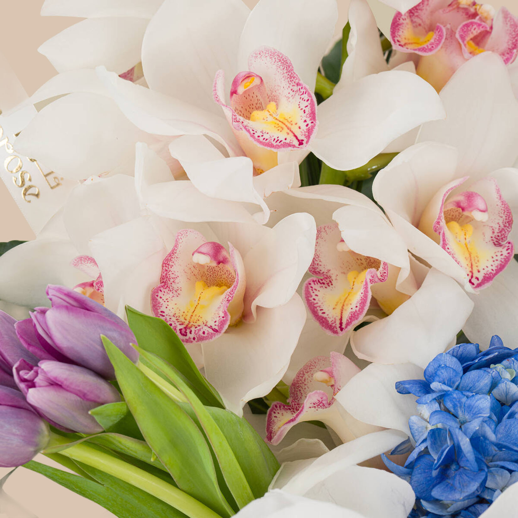 مزهرية بريميوم الجمال الأخاذ مزهرية بريميوم الجمال الأخاذ