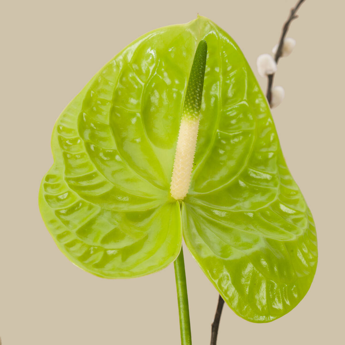 Seniorita Premium Vase Seniorita Premium Vase