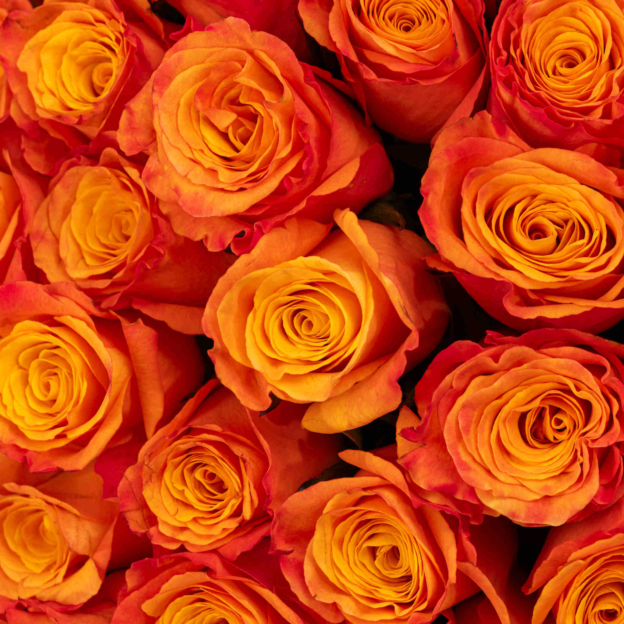 باقة جوري برتقالي أنيقة | 50 زهرة باقة جوري برتقالي أنيقة | 50 زهرة